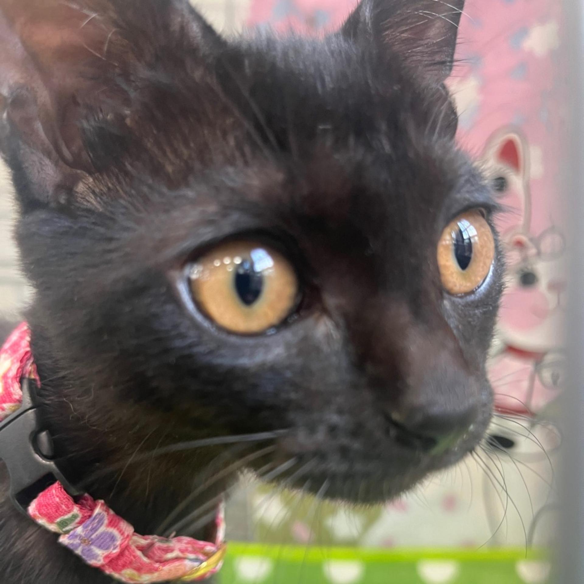 pet-image-2