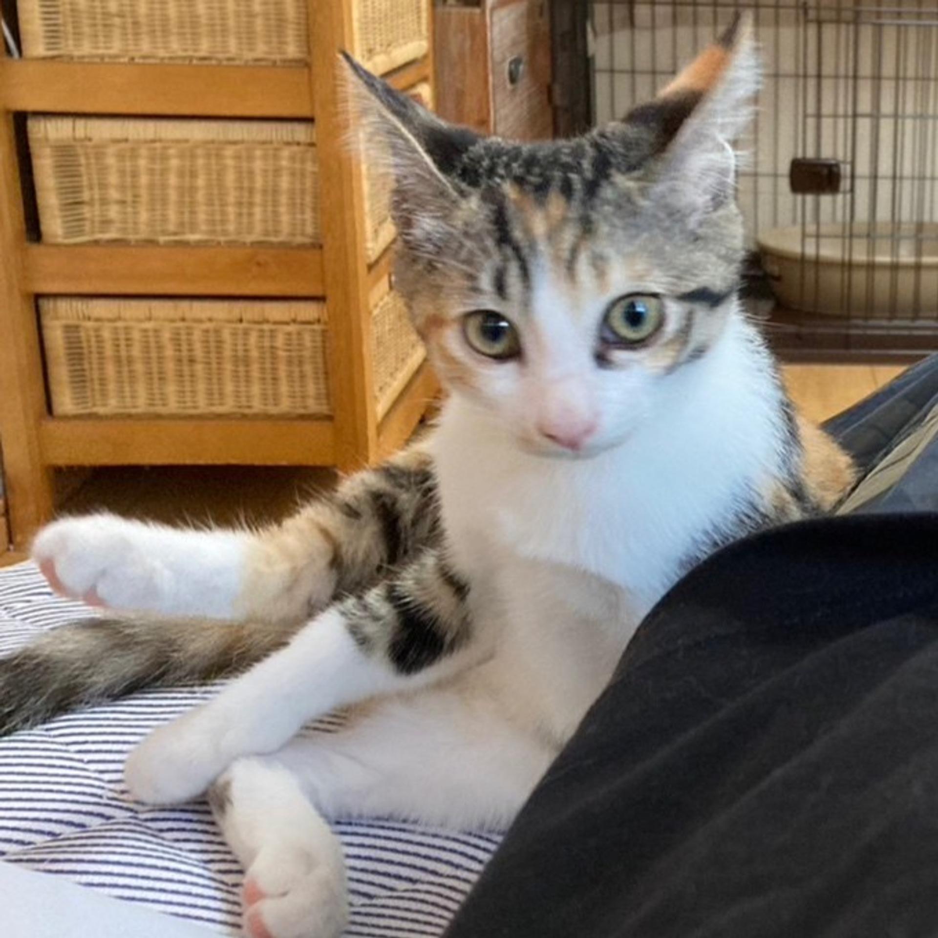 pet-image-6