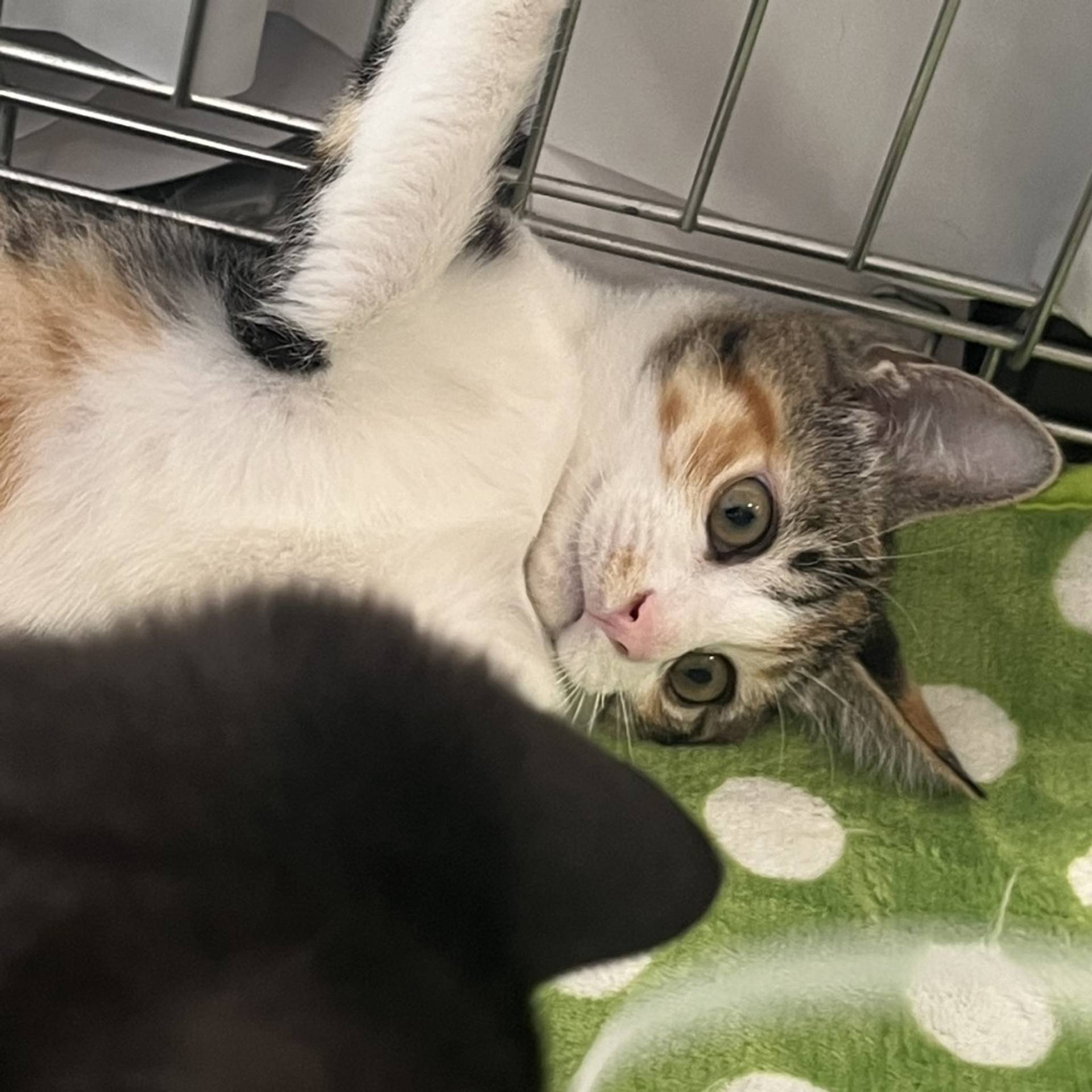 雑種（ミックス猫）・メスの里親募集の写真