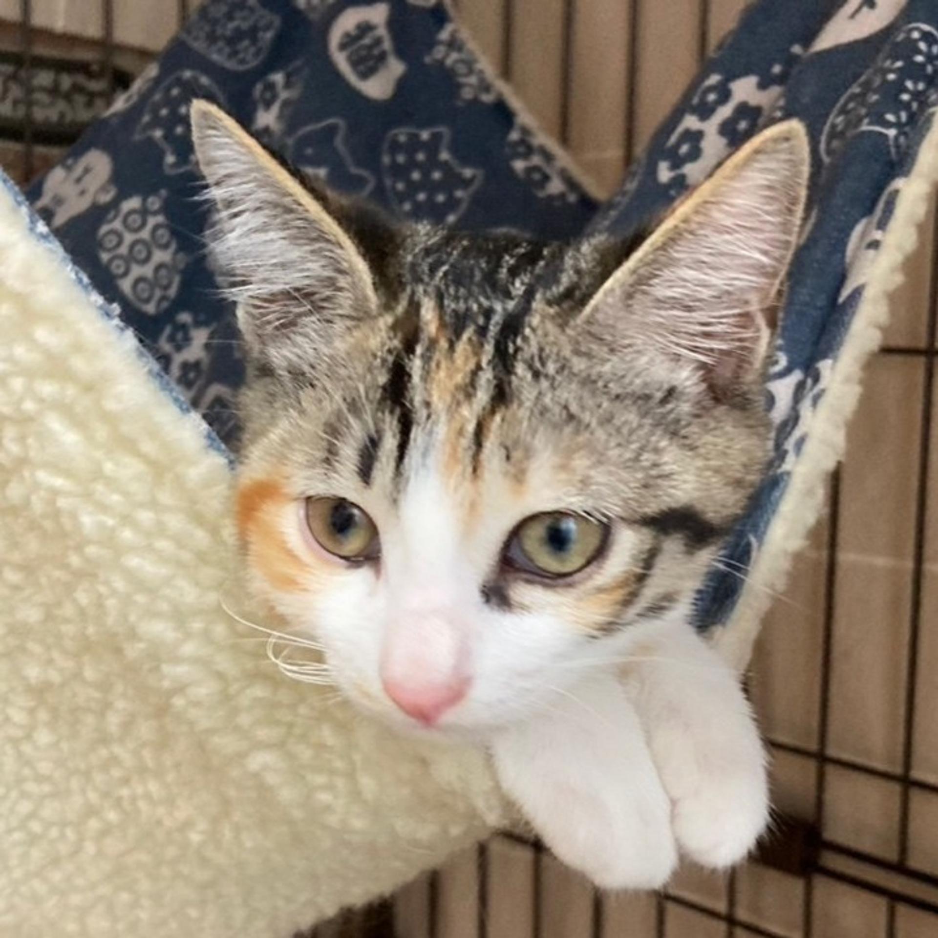 pet-image-3