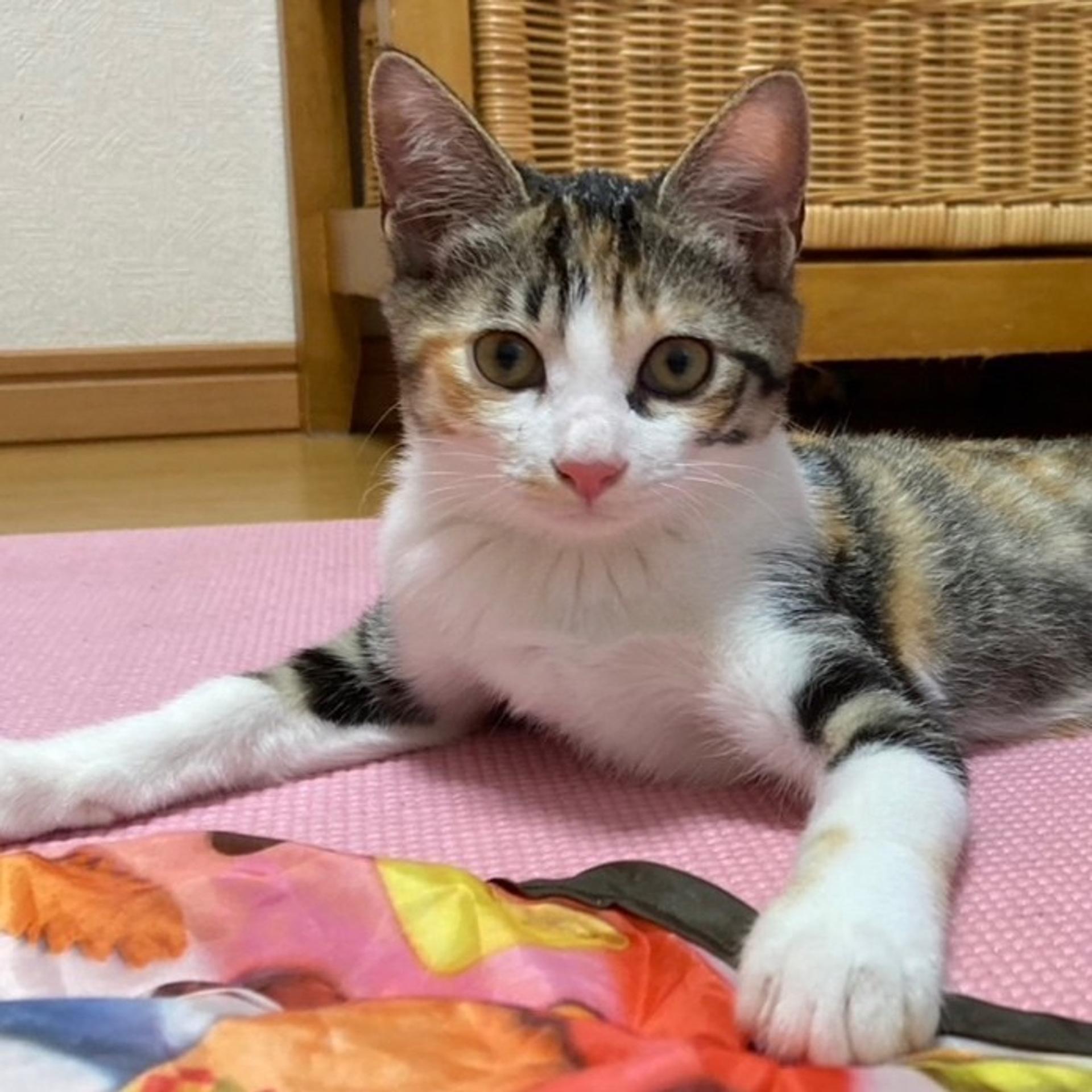 pet-image-4