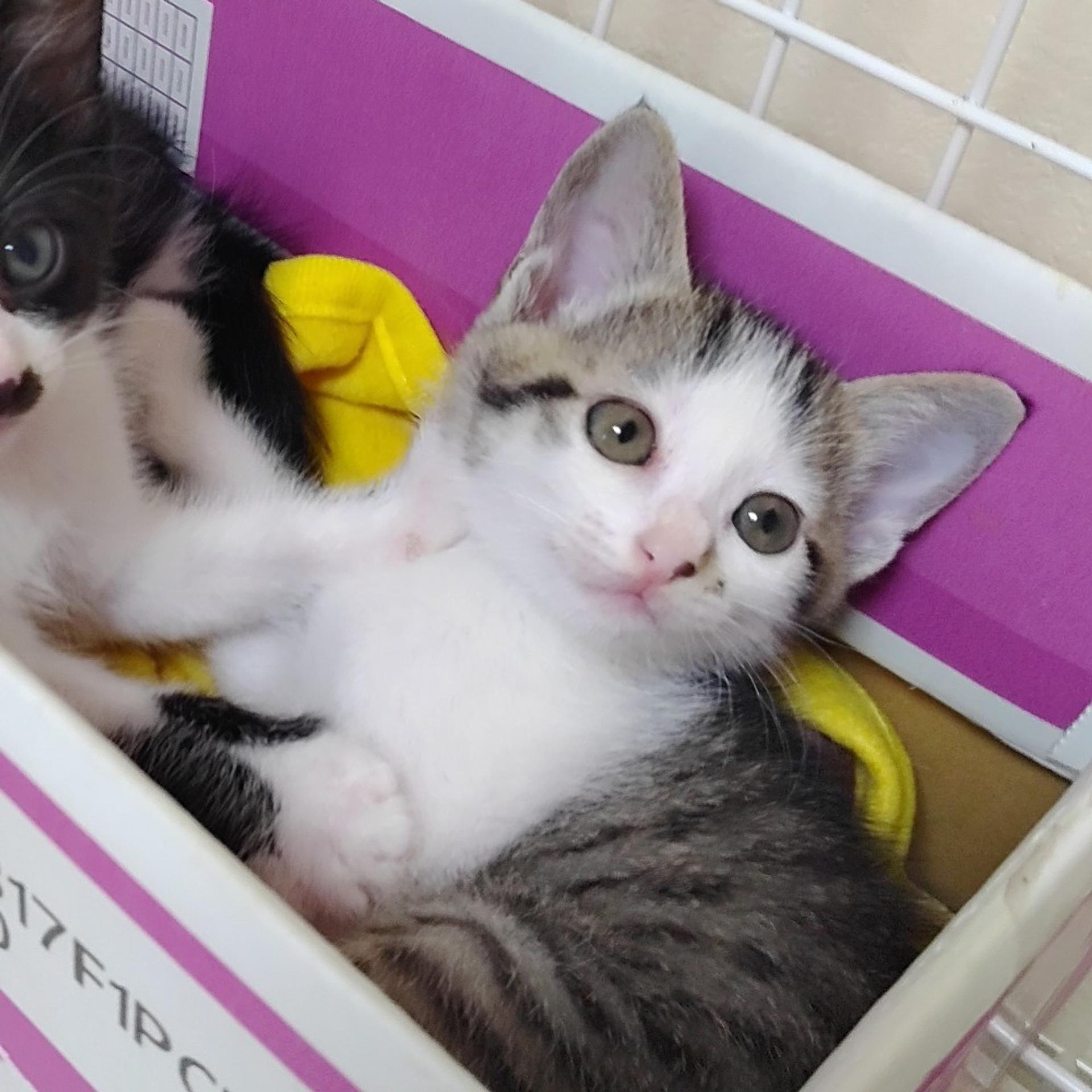 pet-image-3