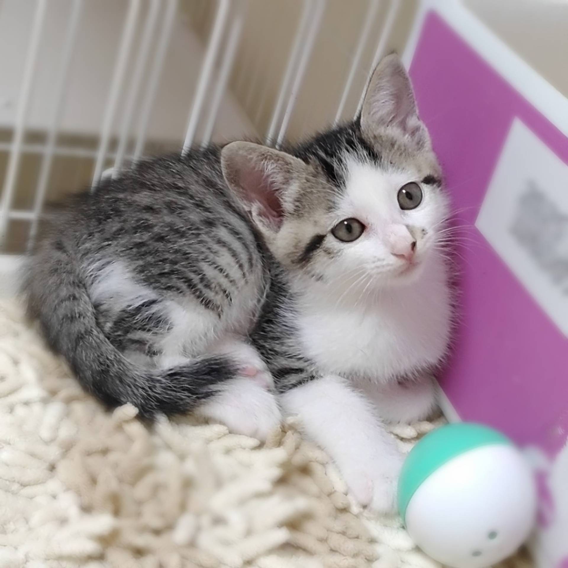雑種（ミックス猫）・メスの里親募集の写真