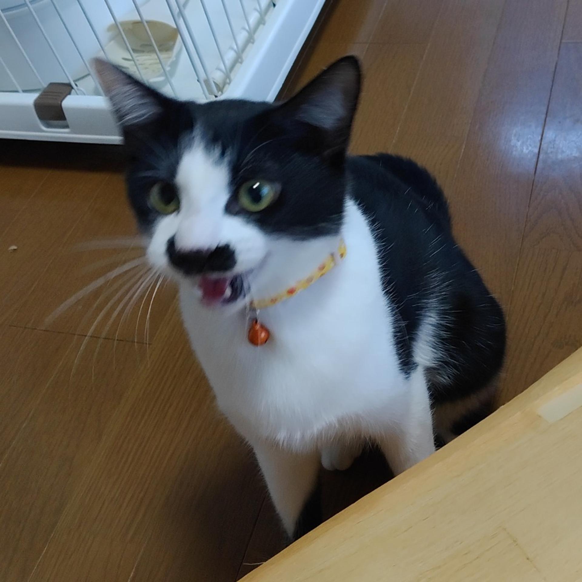 pet-image-4