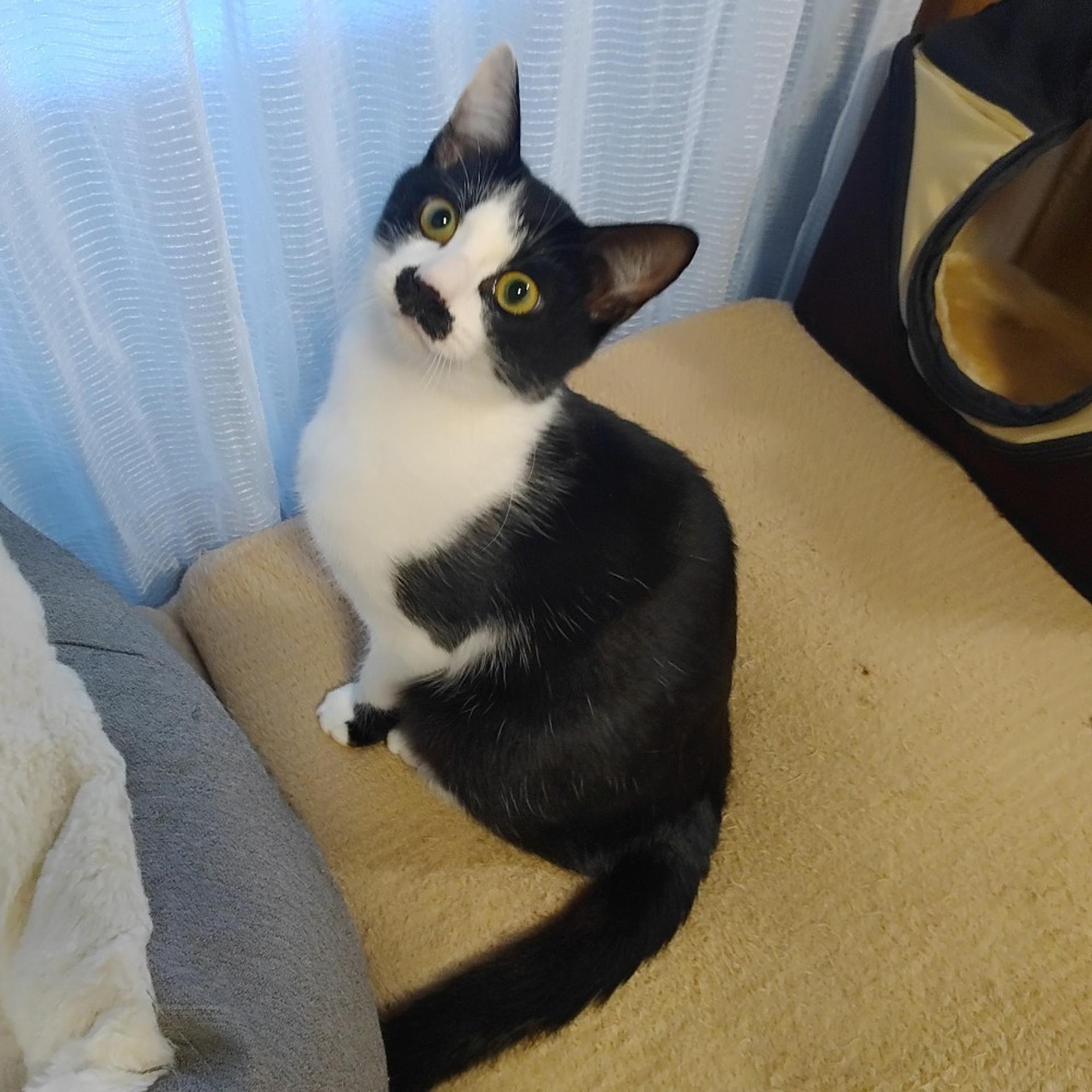pet-image-5
