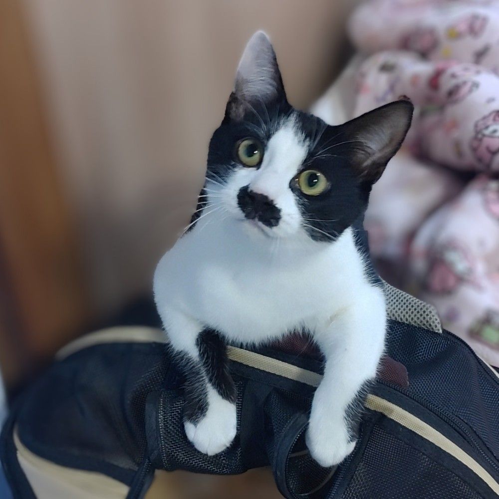 まさねこさん専用 まさまさ(猫) on X: 