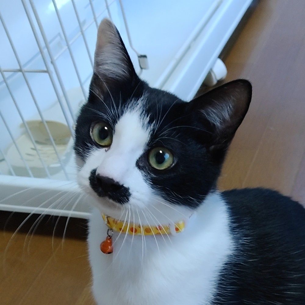 ちょび髭がたまらなく可愛い | 雑種（ミックス猫） | ミャオ！ねこの