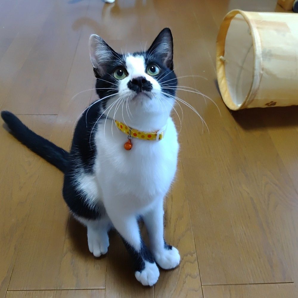 ちょび髭がたまらなく可愛い | 雑種（ミックス猫） | ミャオ！ねこの