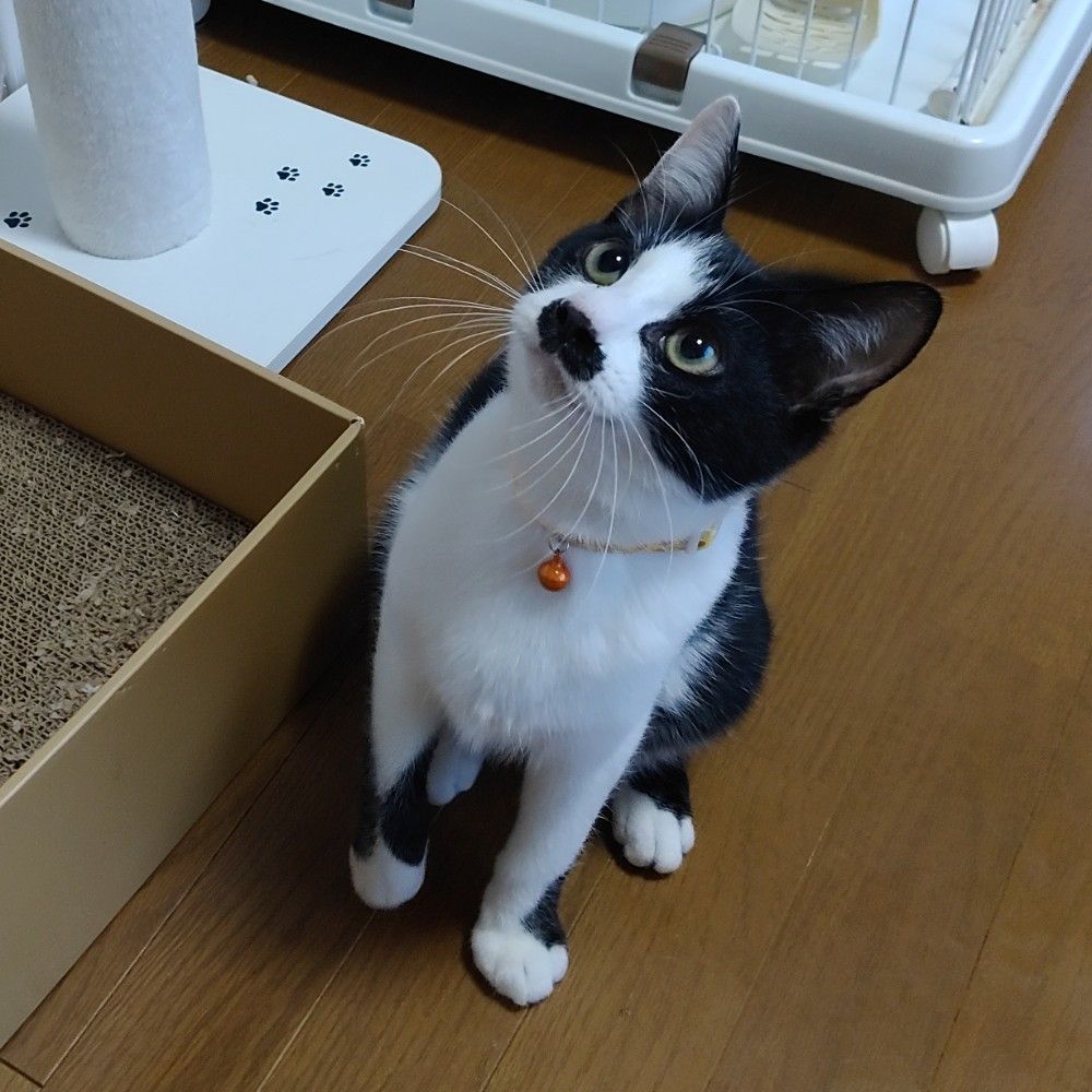 ちょび髭がたまらなく可愛い | 雑種（ミックス猫） | ミャオ！ねこの