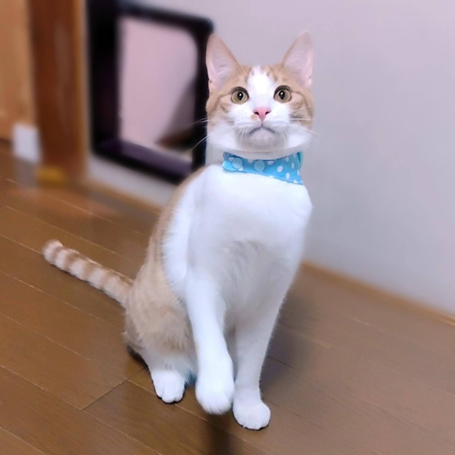 pet-image-4