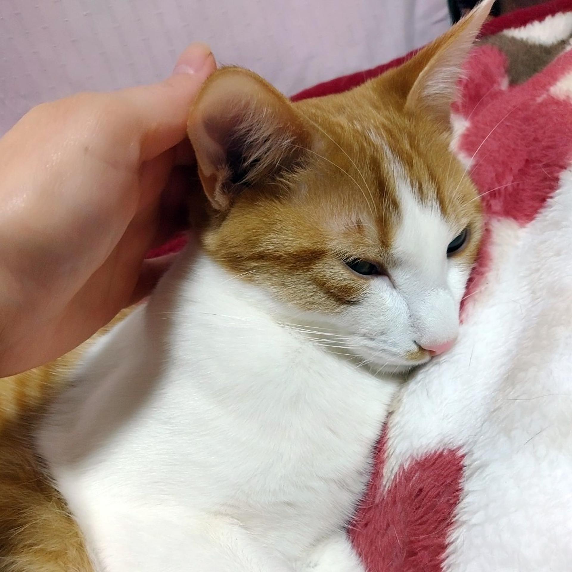pet-image-6