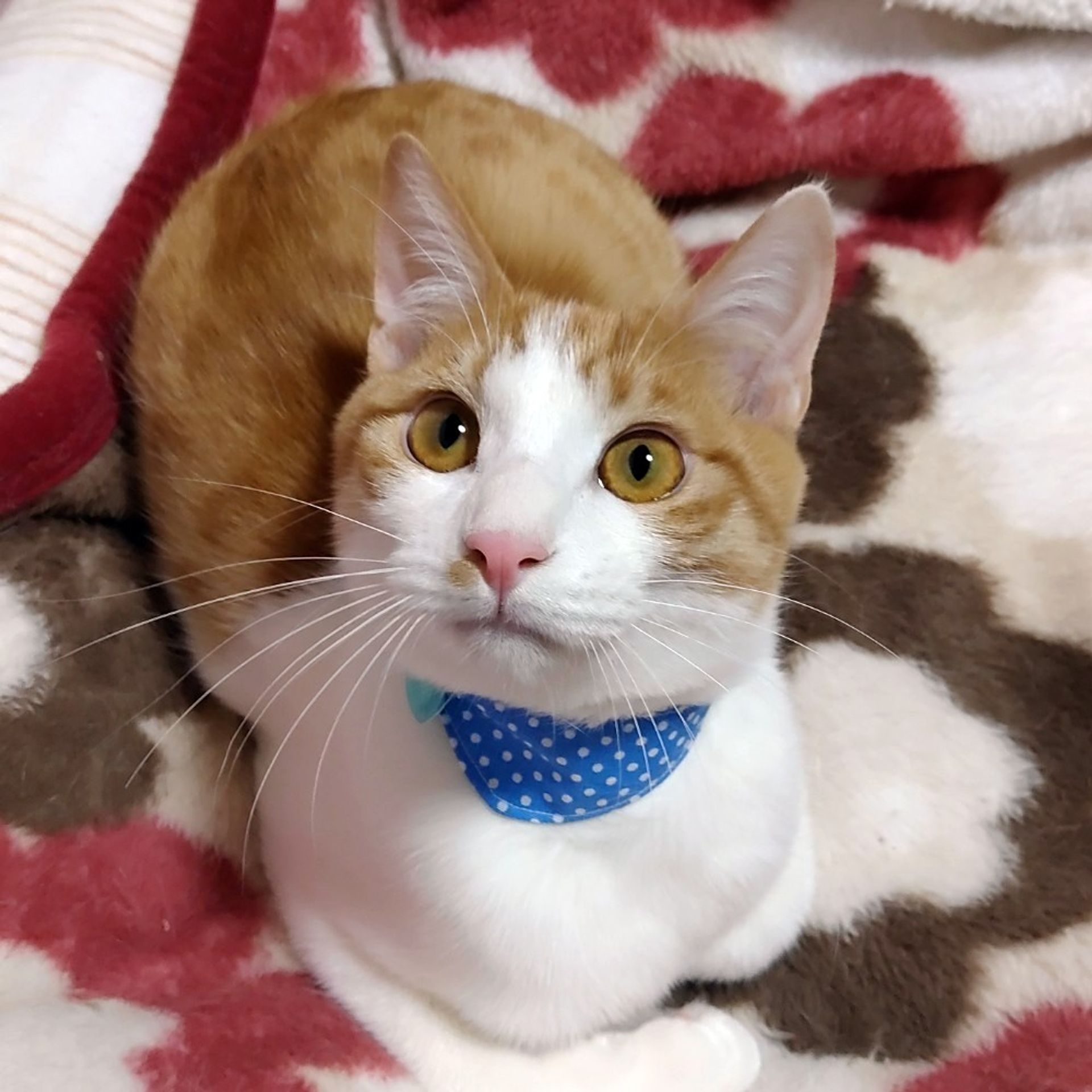 雑種（ミックス猫）・オスの里親募集の写真