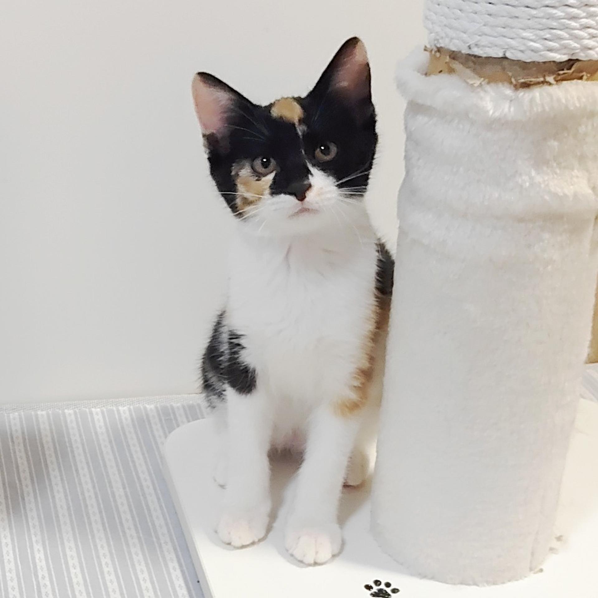 pet-image-2