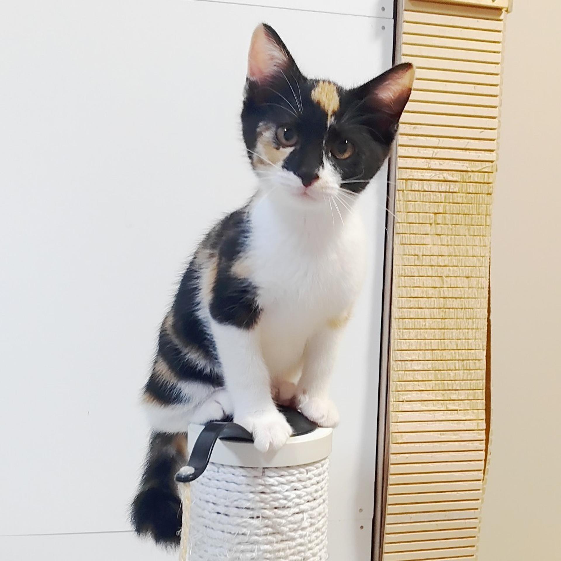 pet-image-3