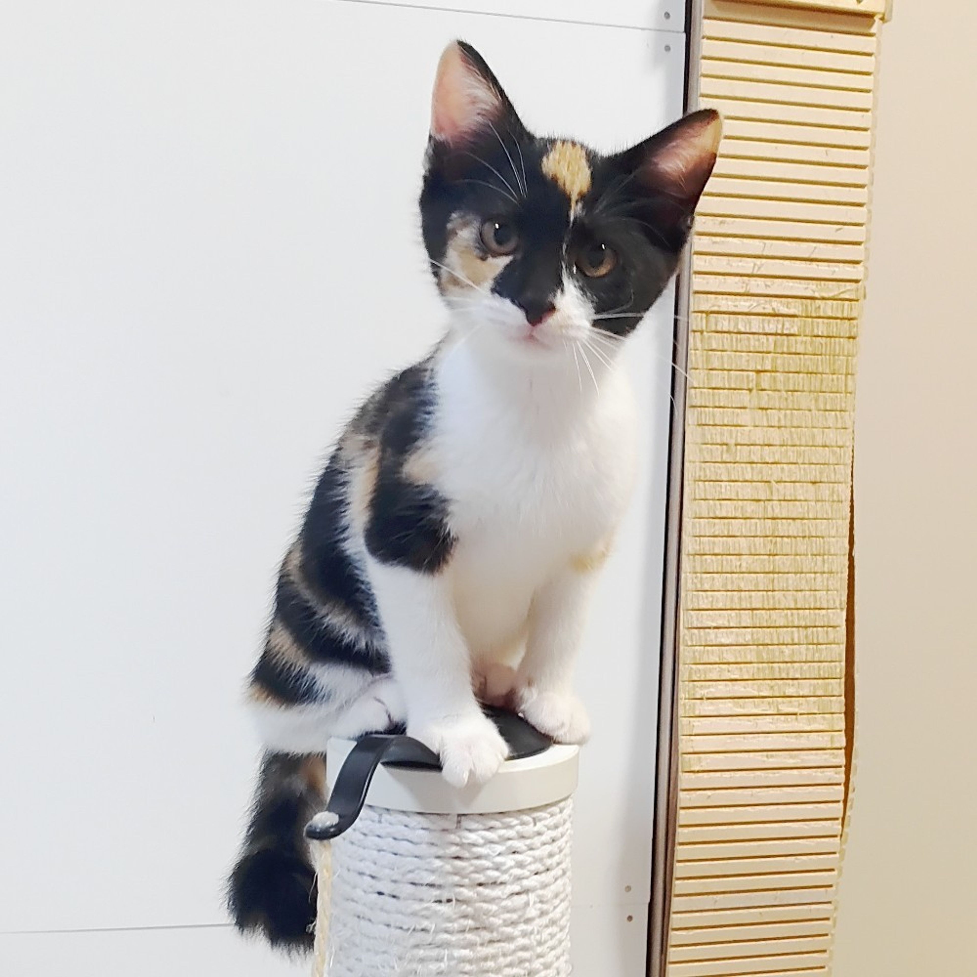 pet-image-3