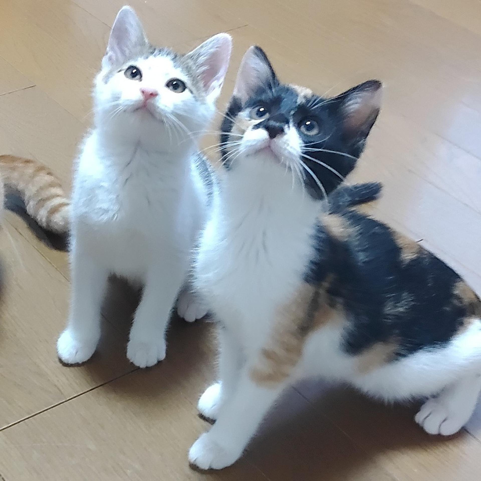 pet-image-5
