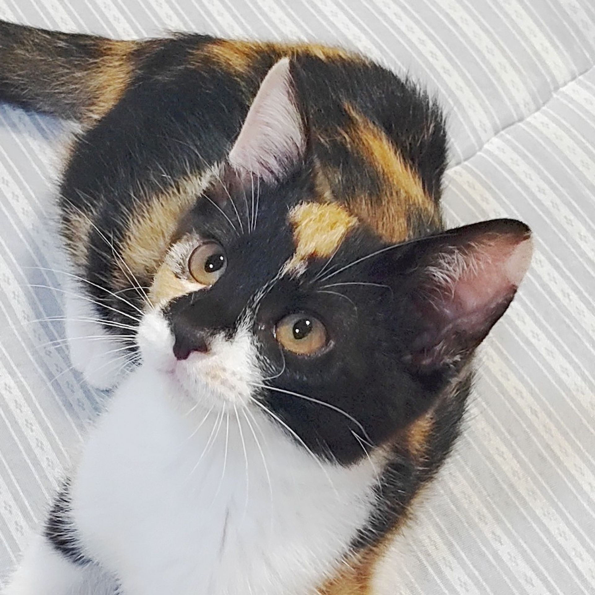 雑種（ミックス猫）・メスの里親募集の写真