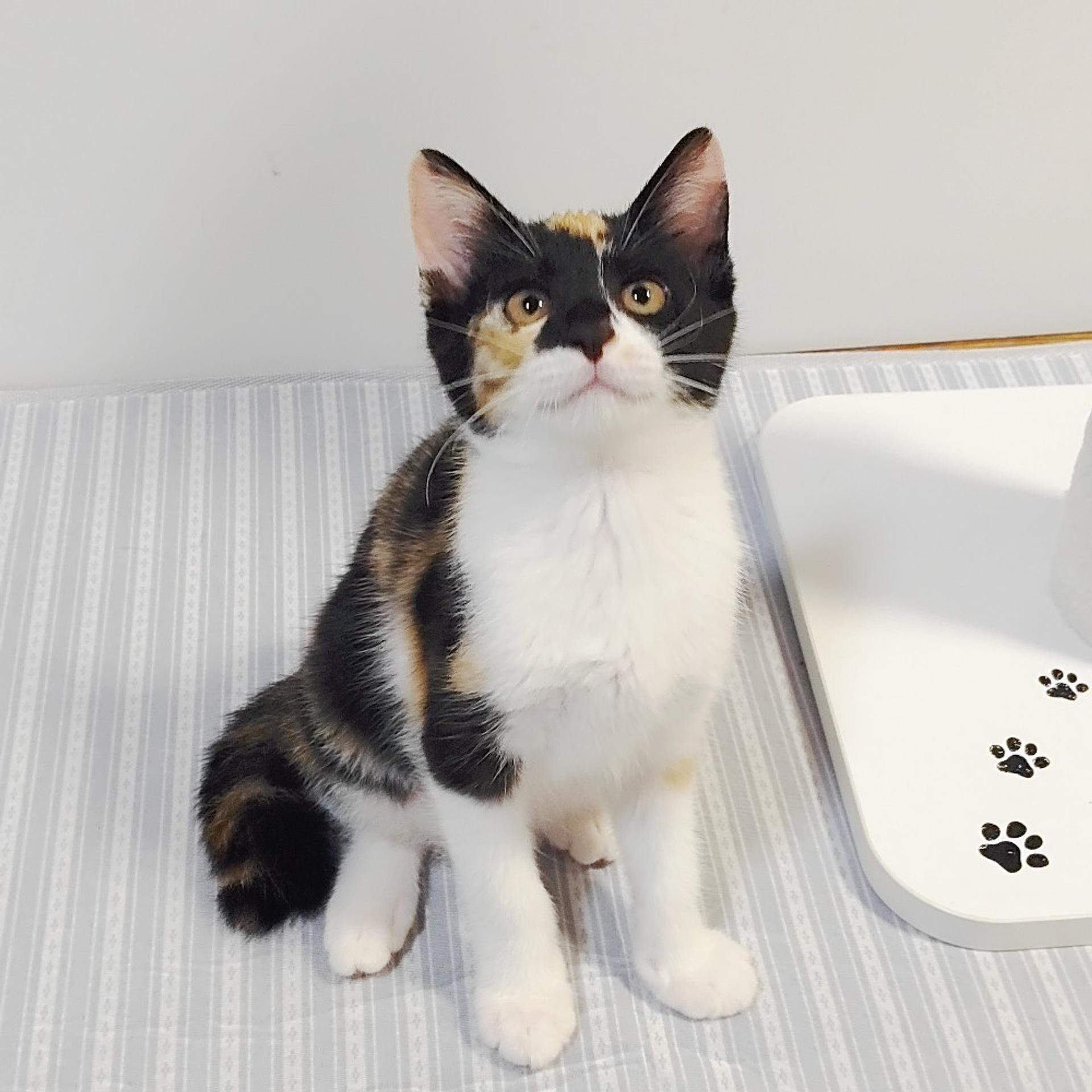 pet-image-6