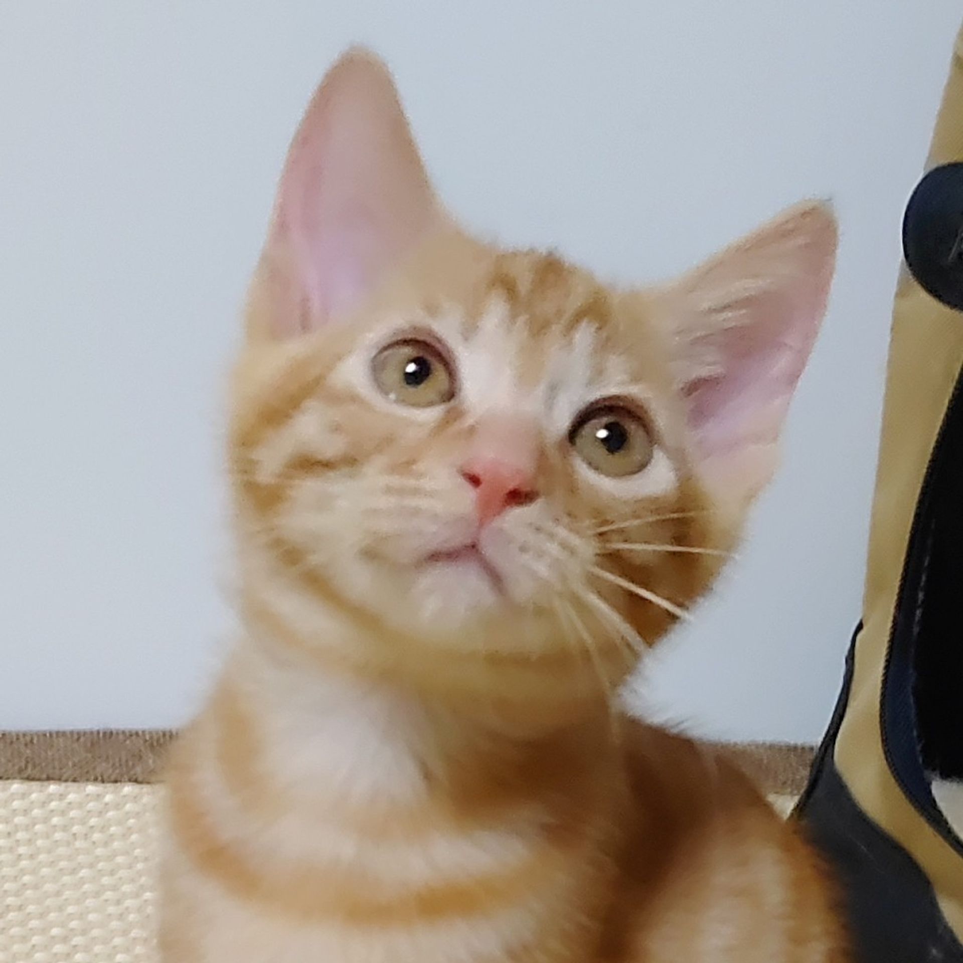 雑種（ミックス猫）・オスの里親募集の写真