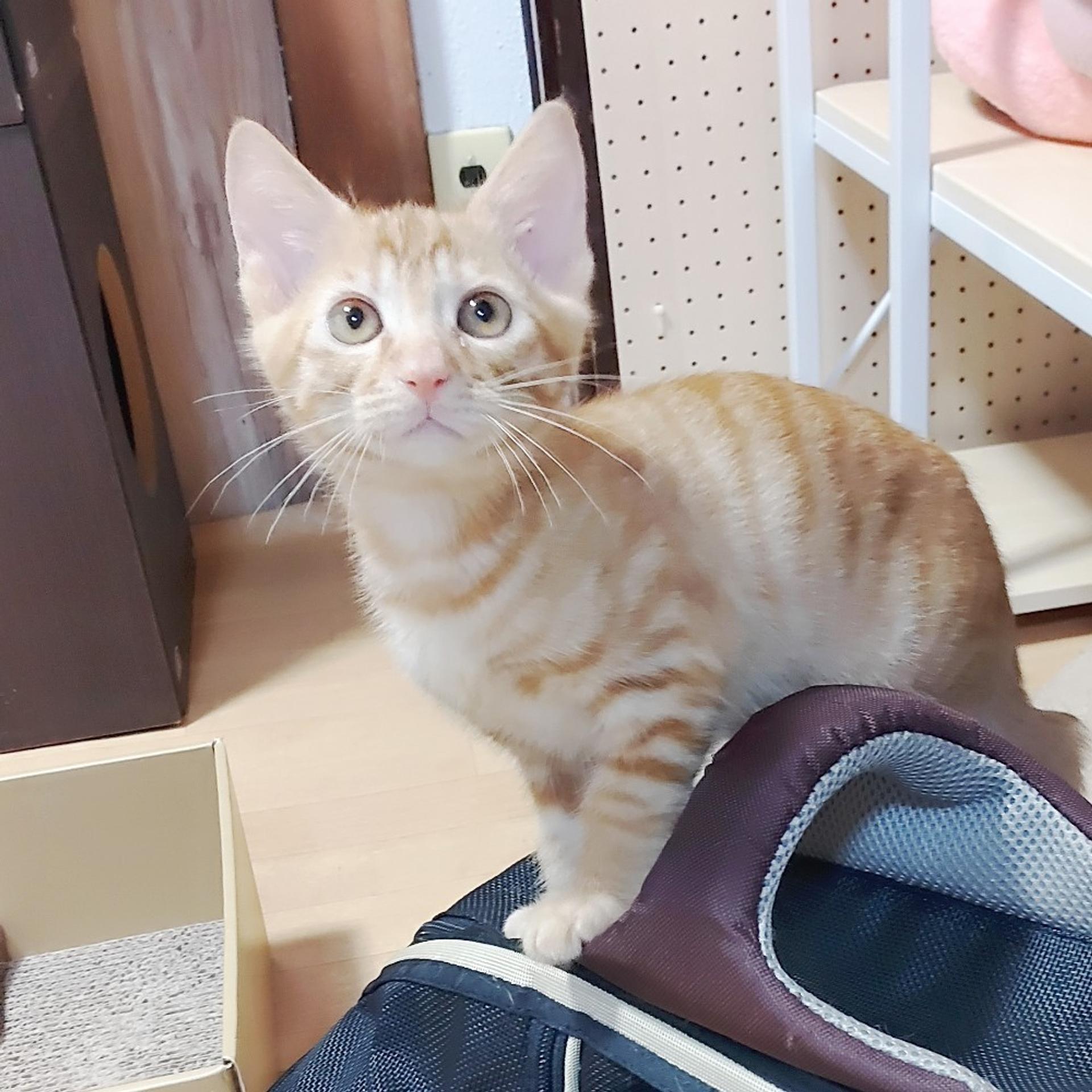pet-image-3