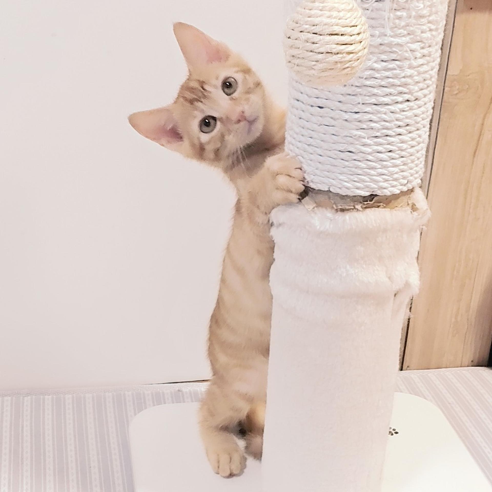 pet-image-4