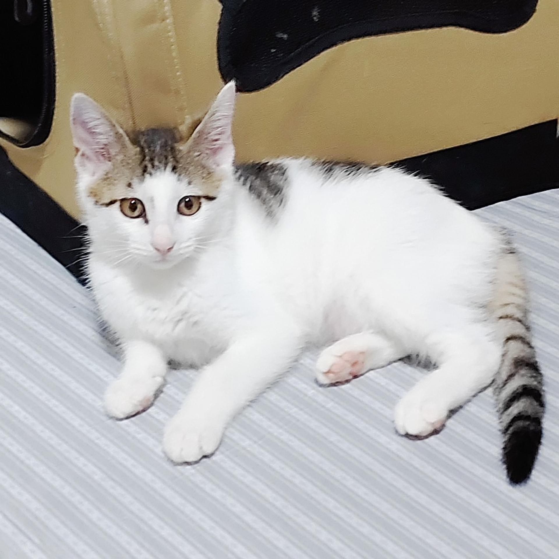 pet-image-5
