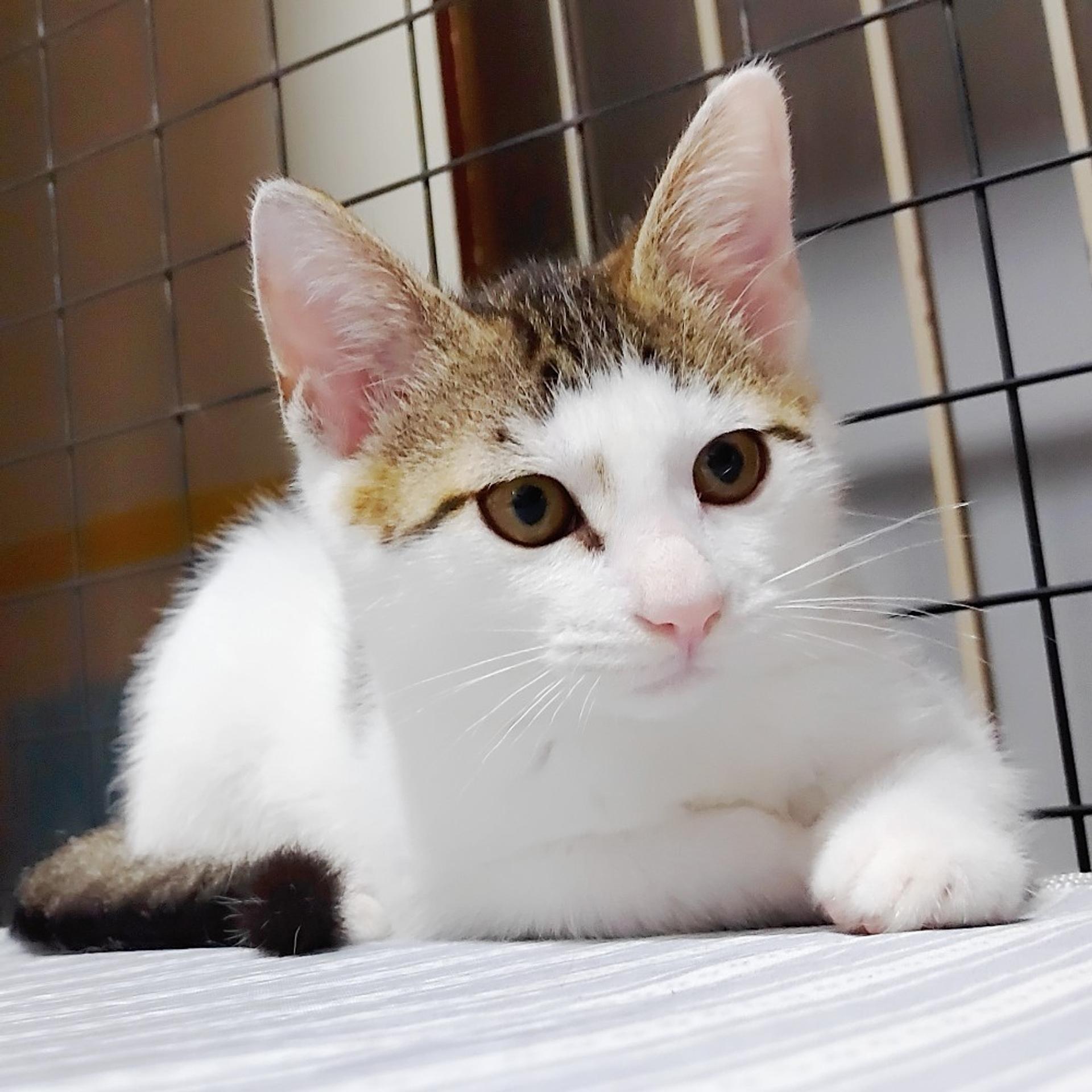 pet-image-6