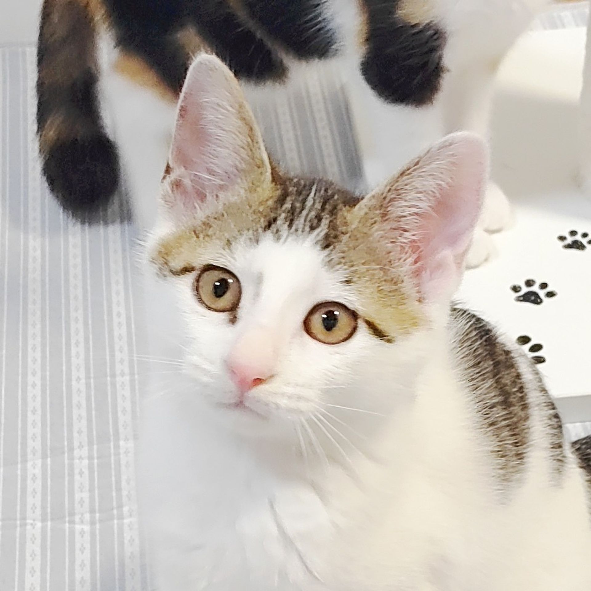 雑種（ミックス猫）・メスの里親募集の写真