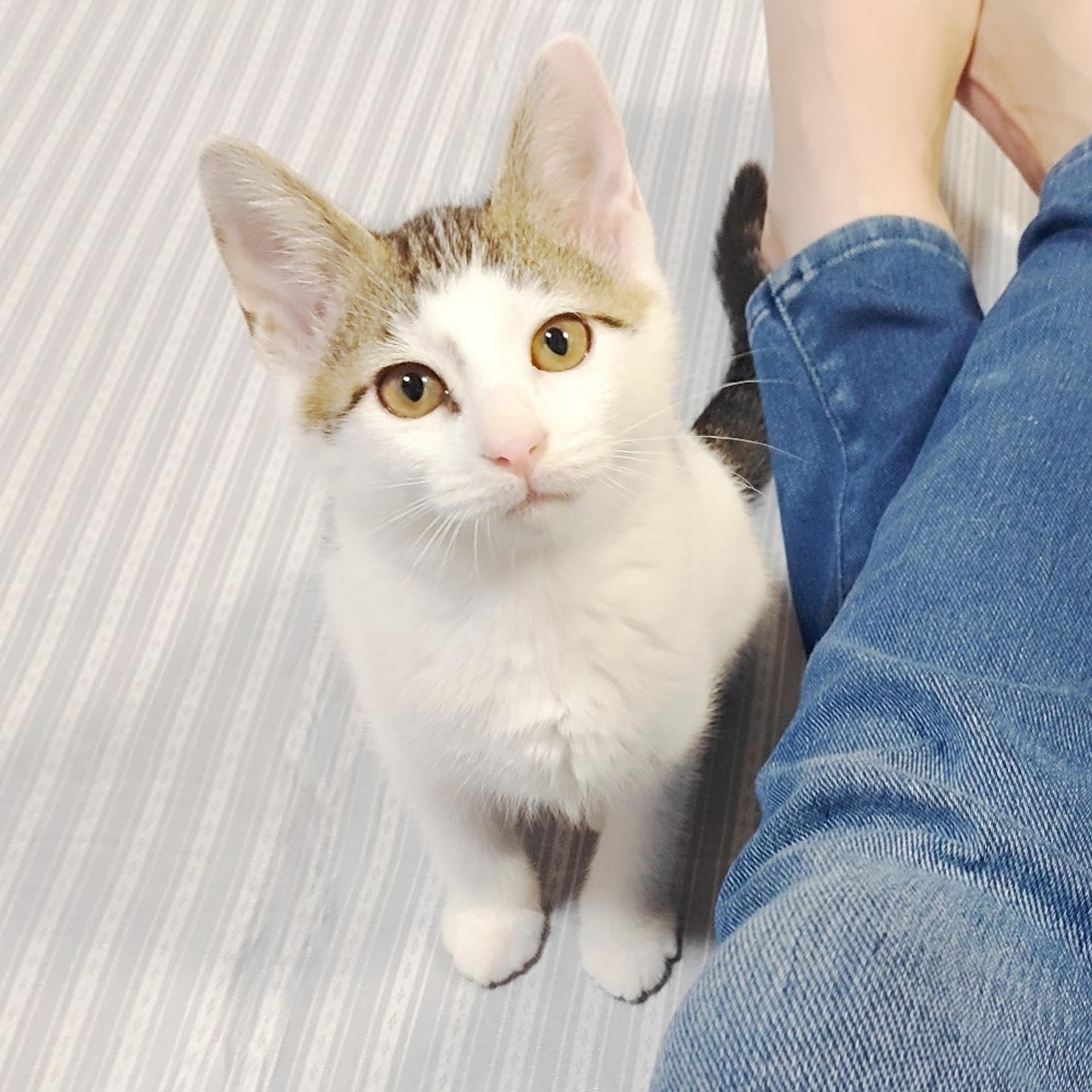 pet-image-2