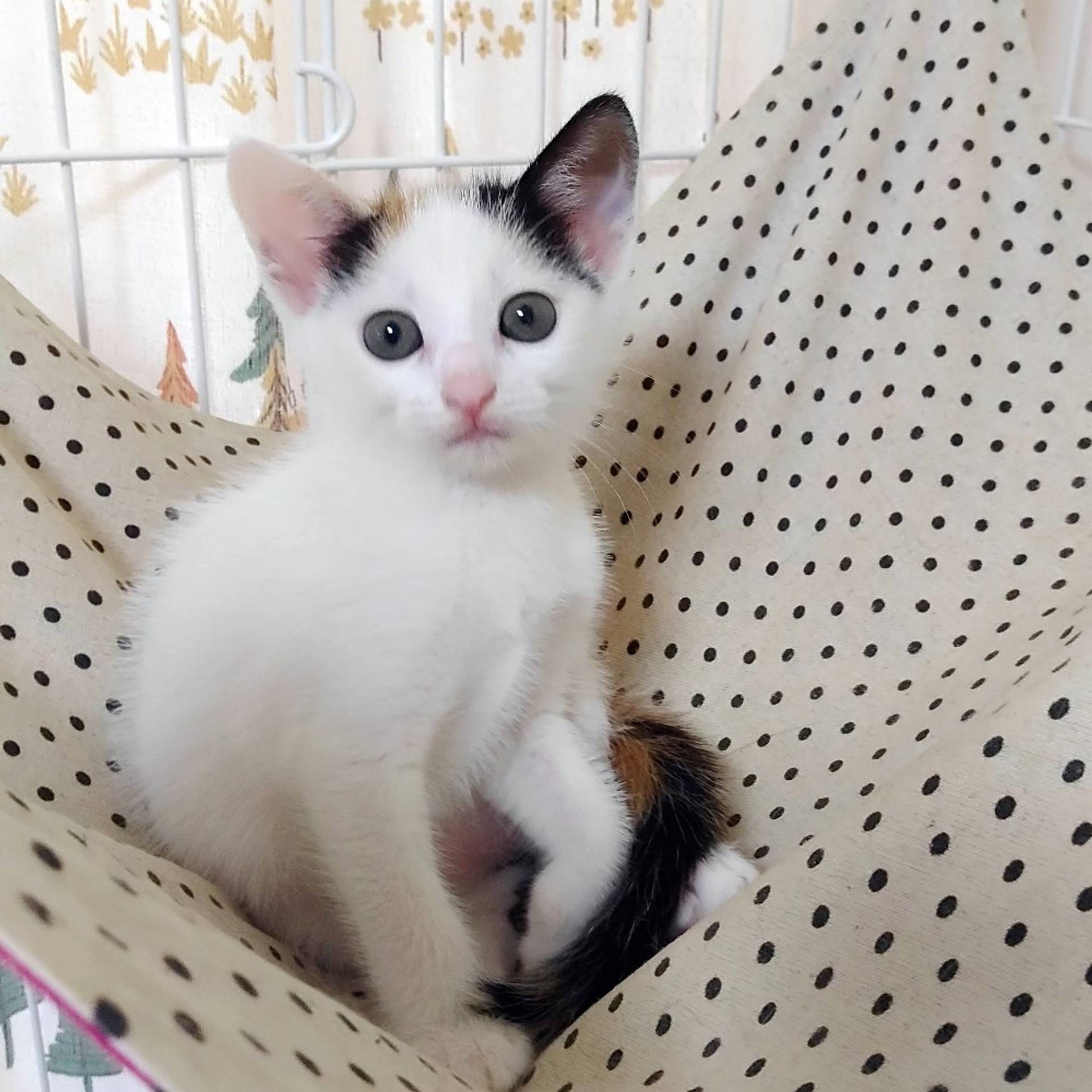 雑種（ミックス猫）・メスの里親募集の写真