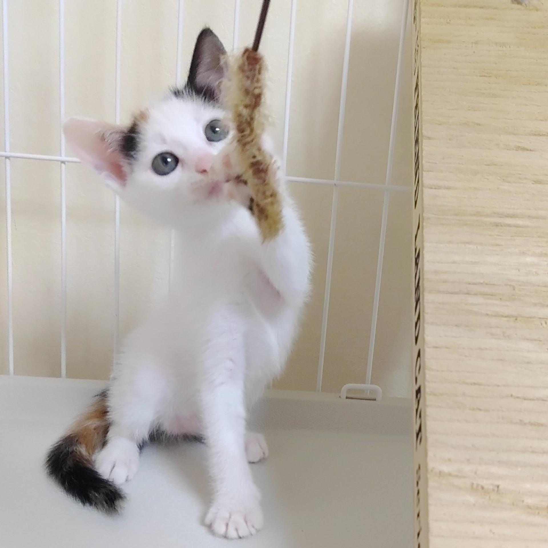 pet-image-3