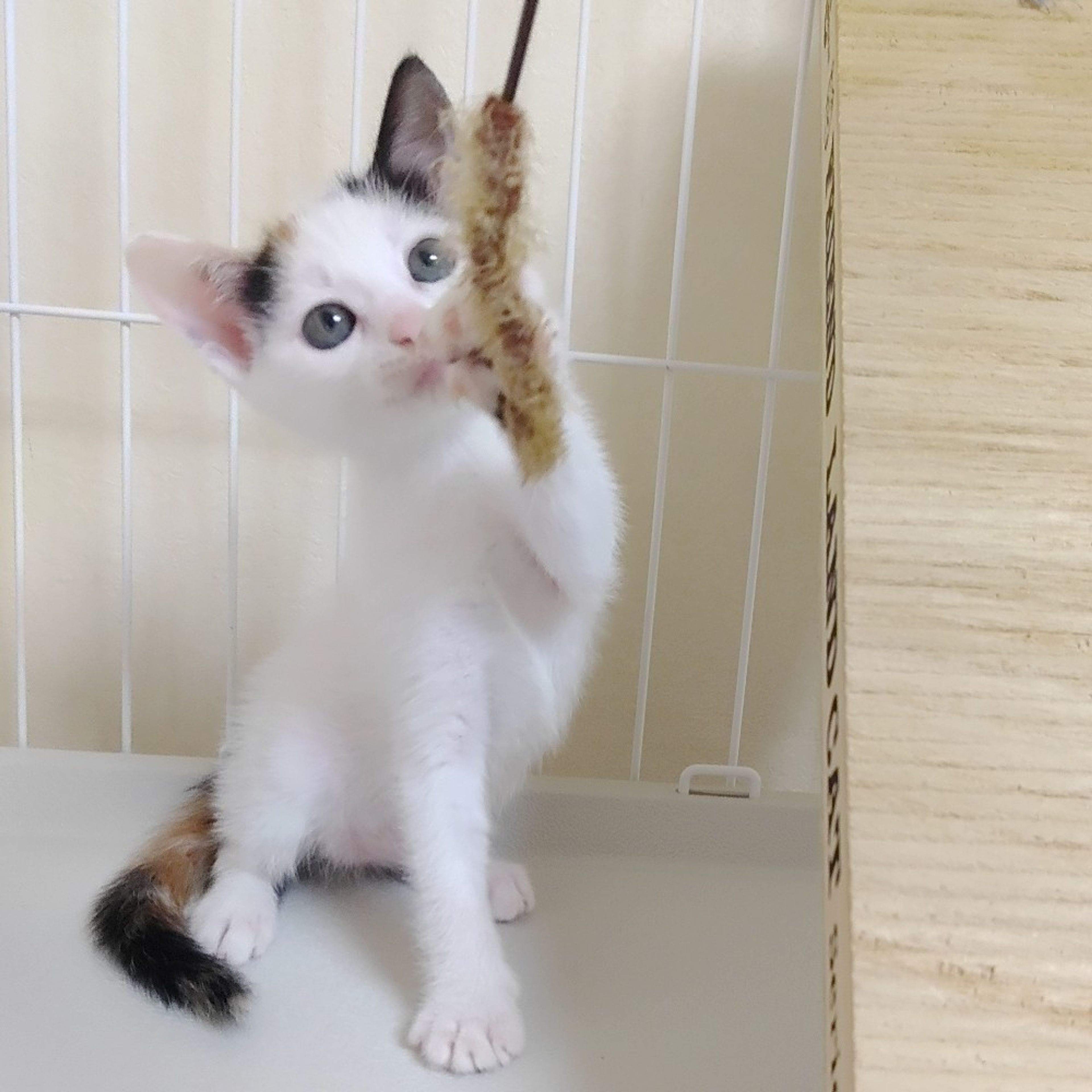 pet-image-3