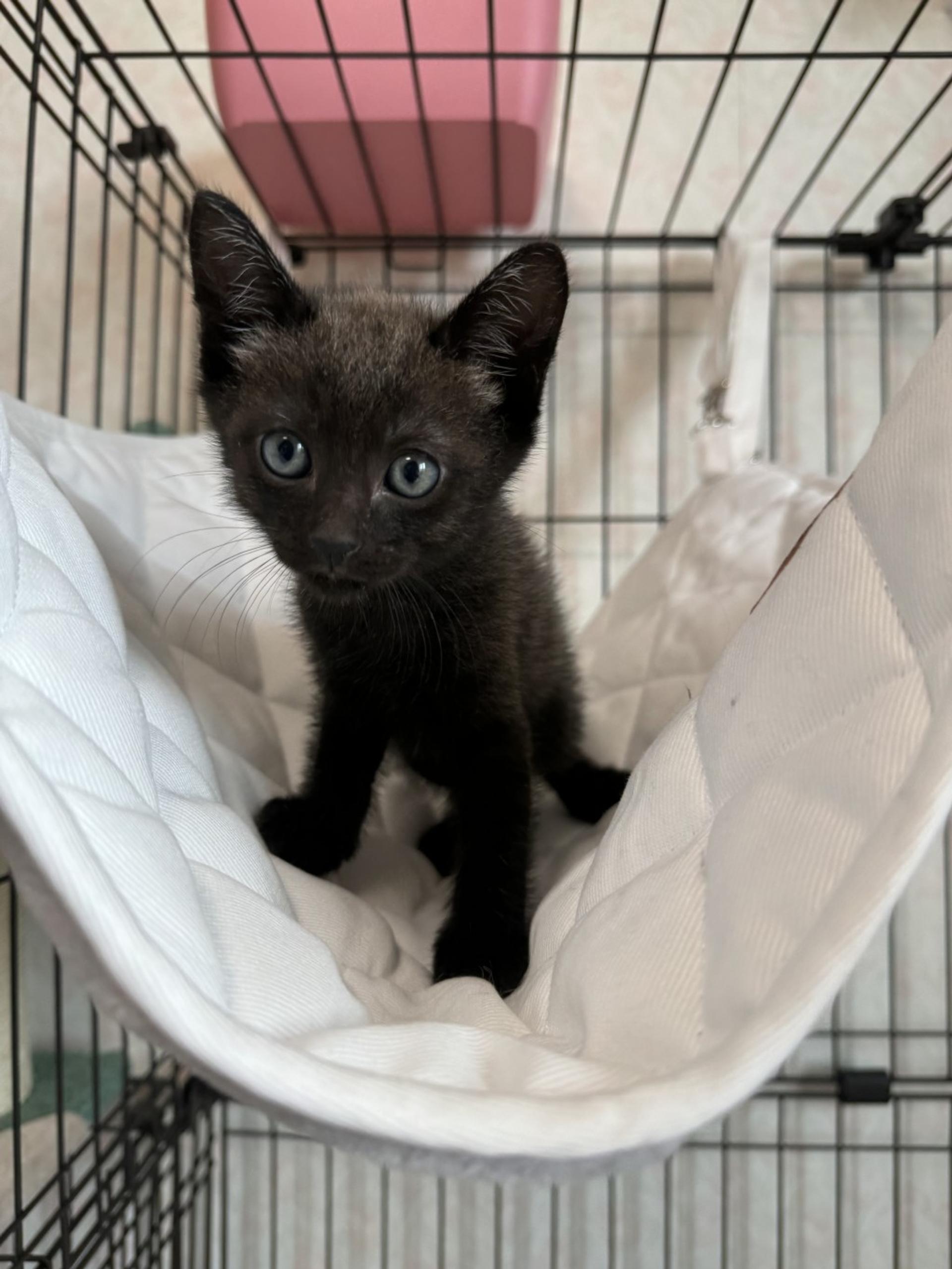 pet-image-6