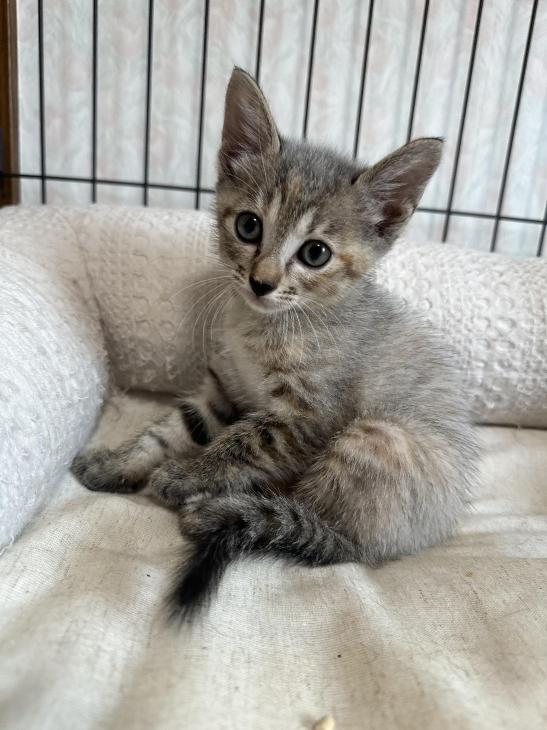 pet-image-5