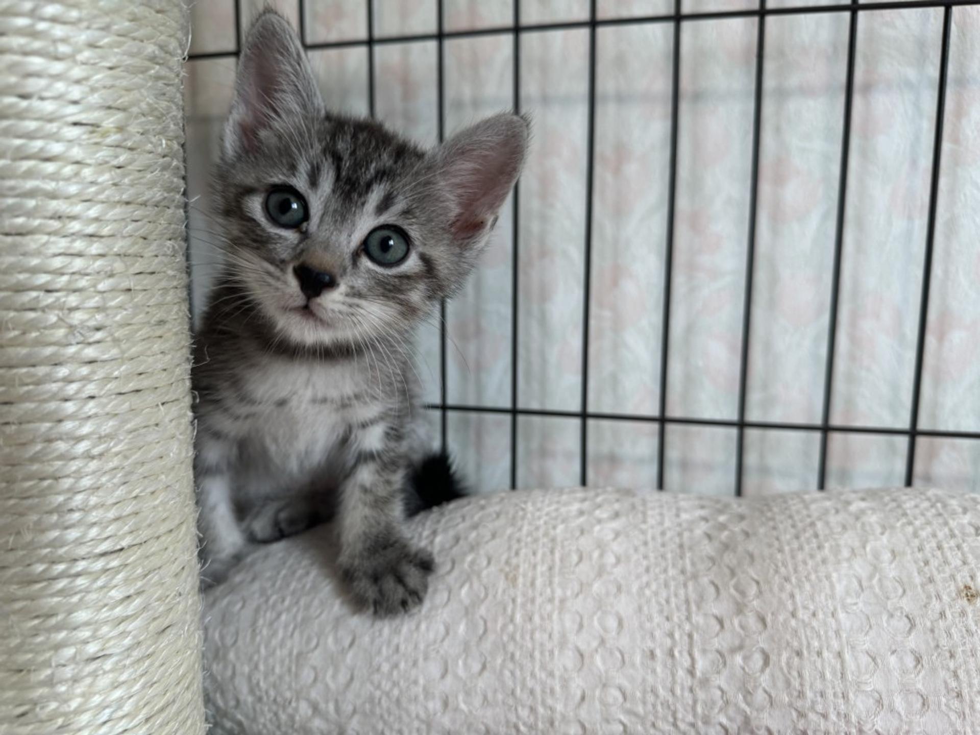 pet-image-4