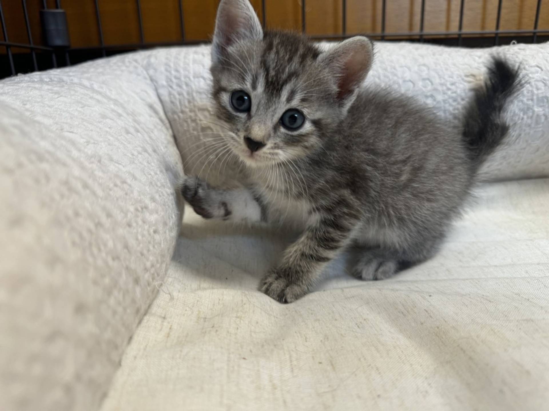 雑種（ミックス猫）・オスの里親募集の写真