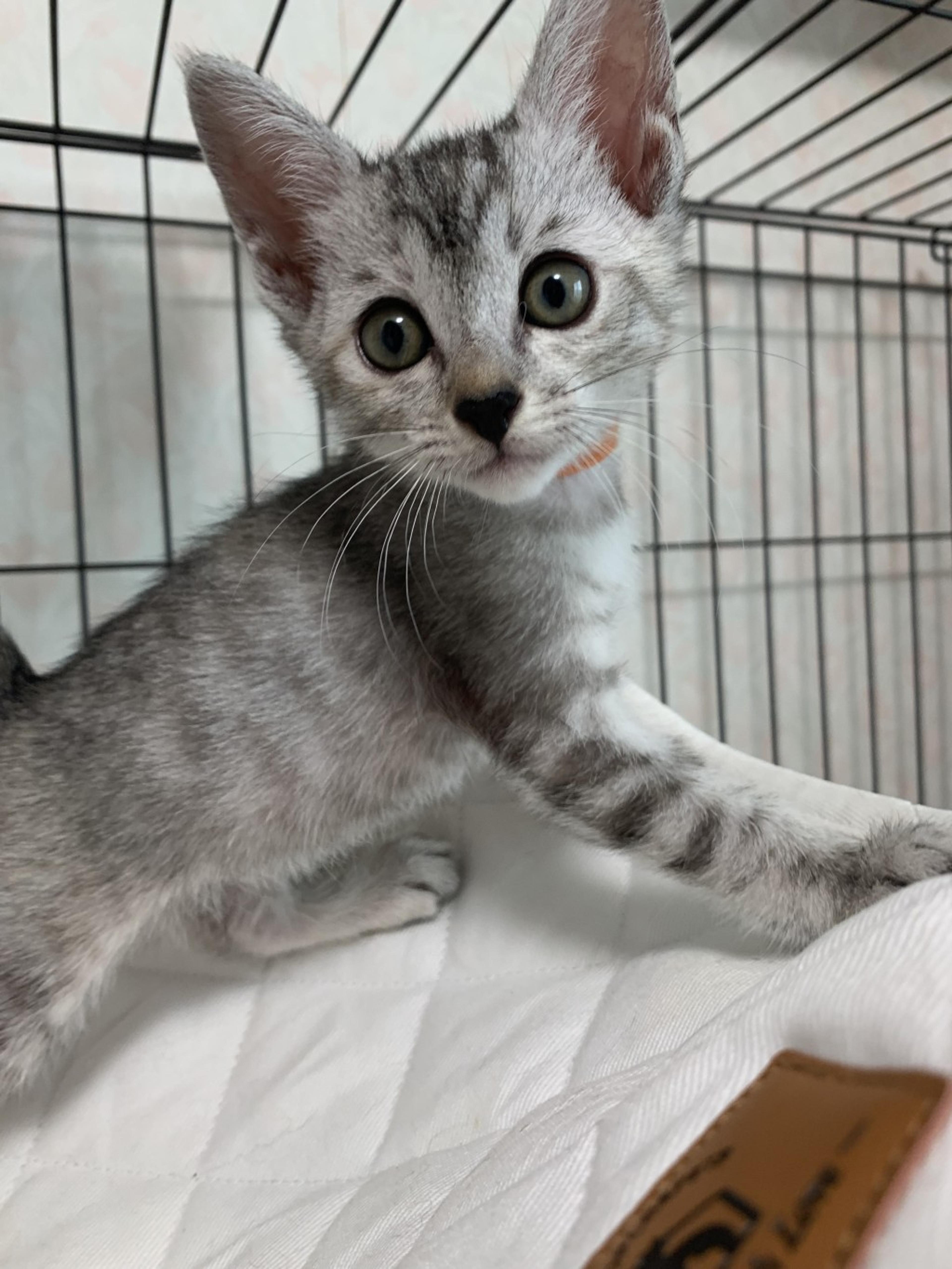 pet-image-5