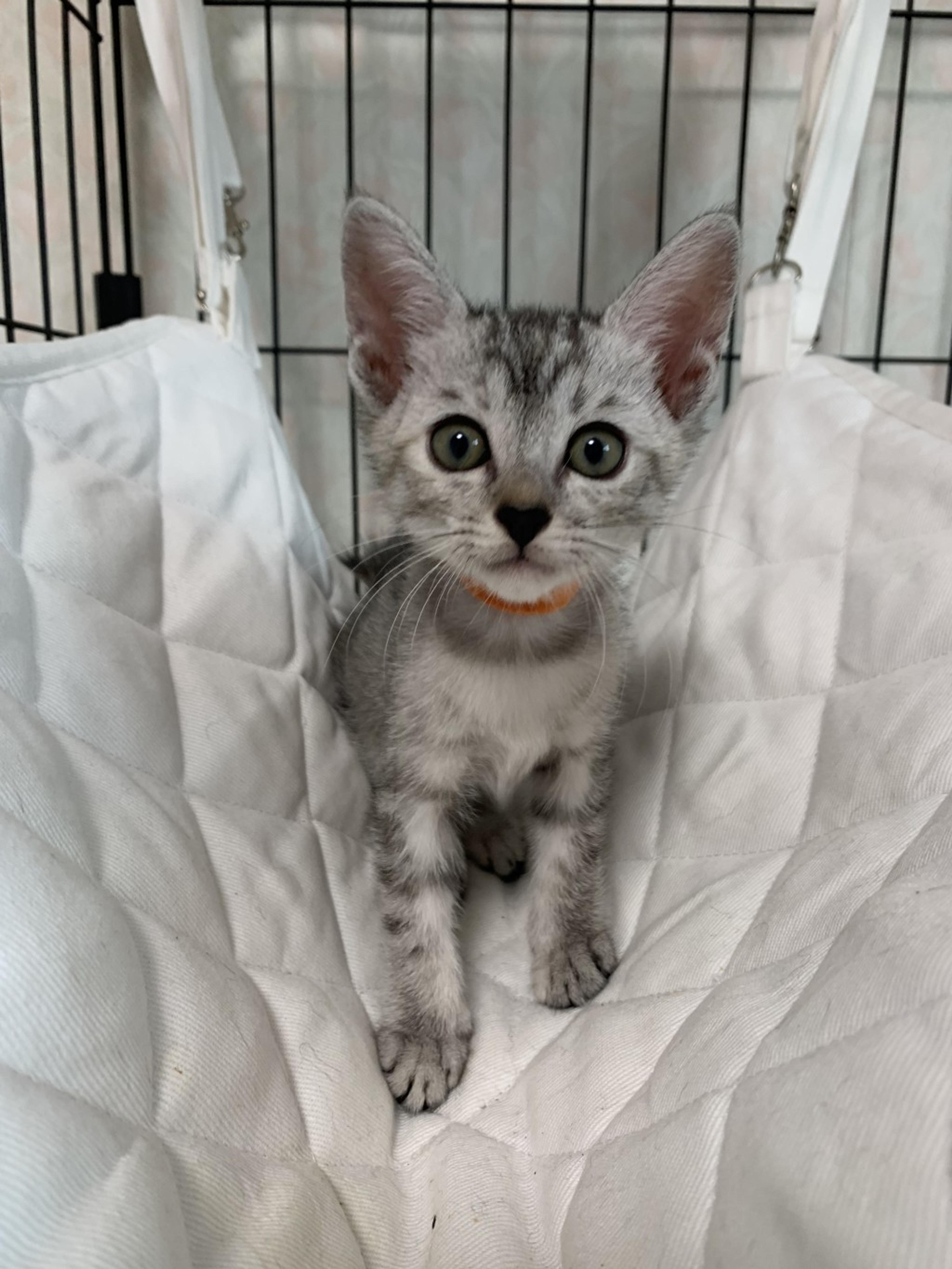 pet-image-7
