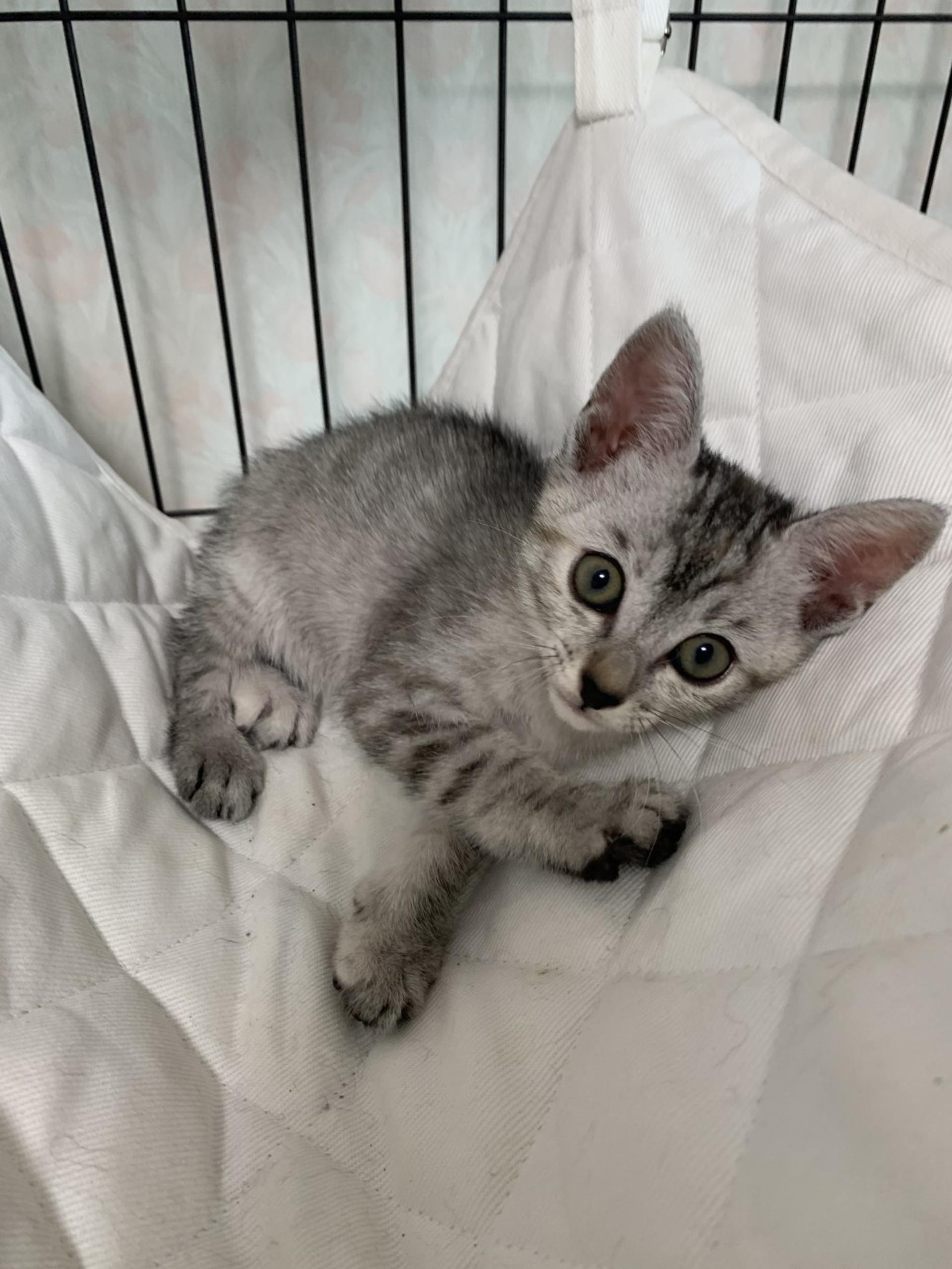 pet-image-2