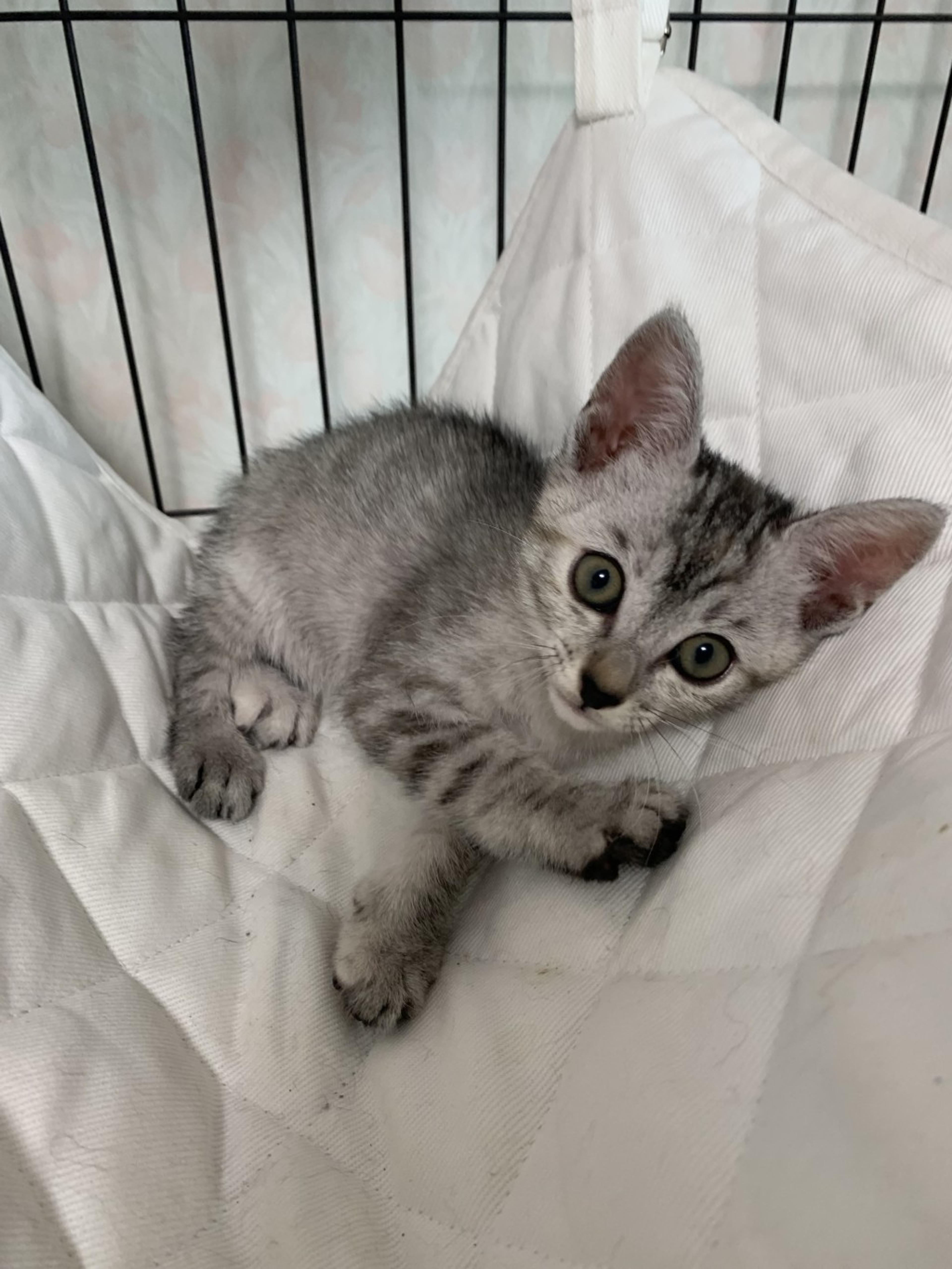 pet-image-2
