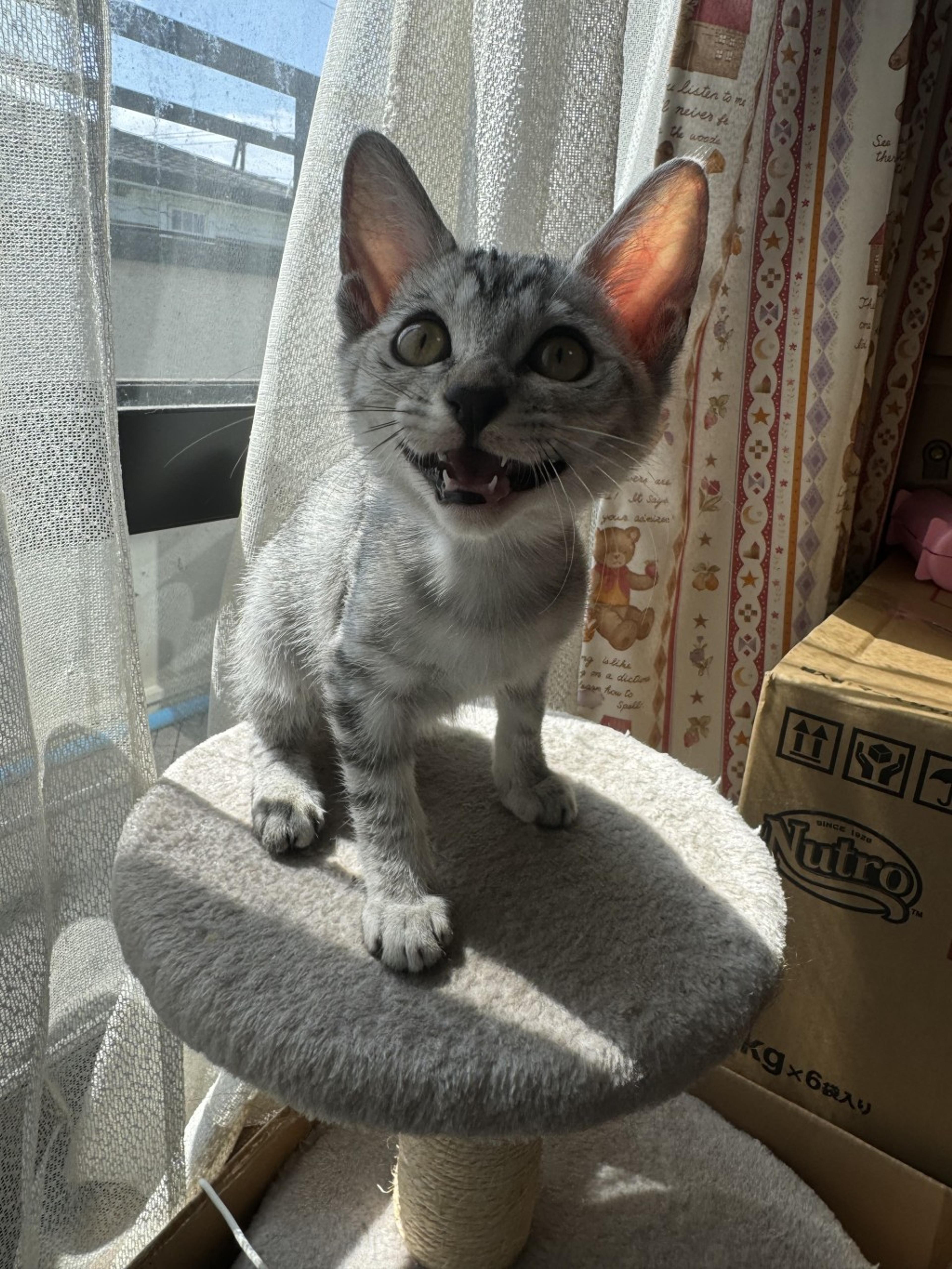 pet-image-4