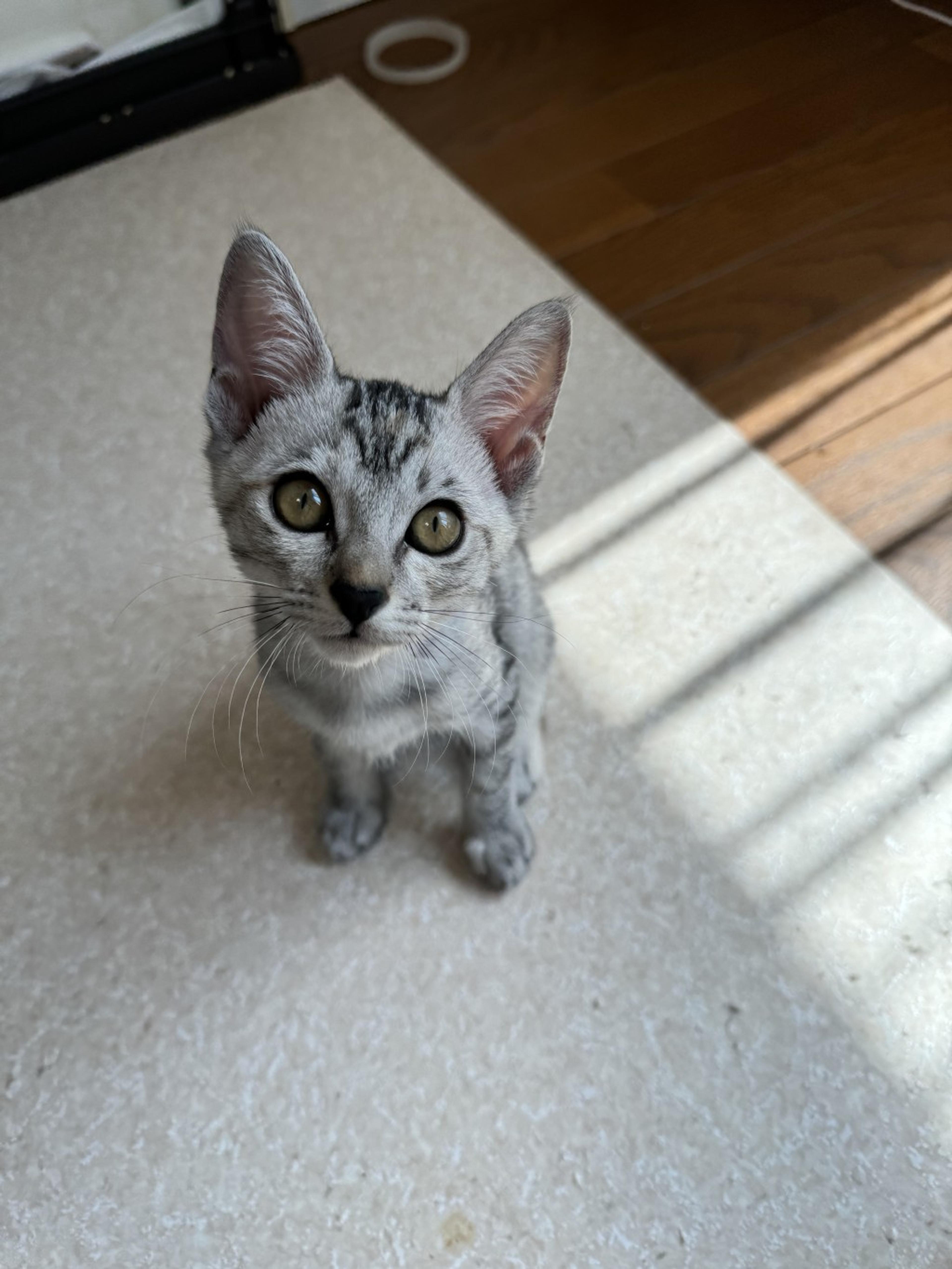 pet-image-3