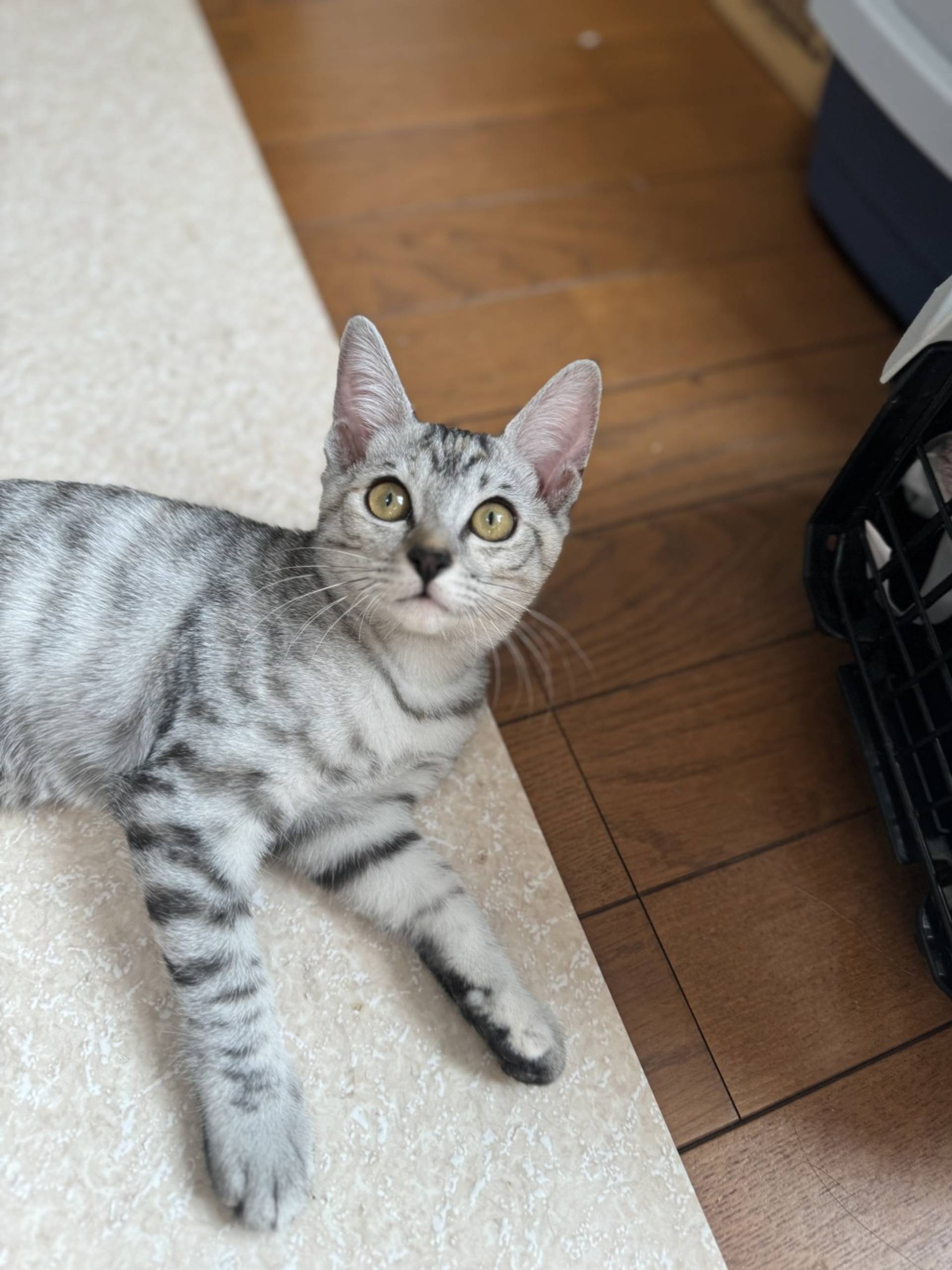 雑種（ミックス猫）・メスの里親募集の写真