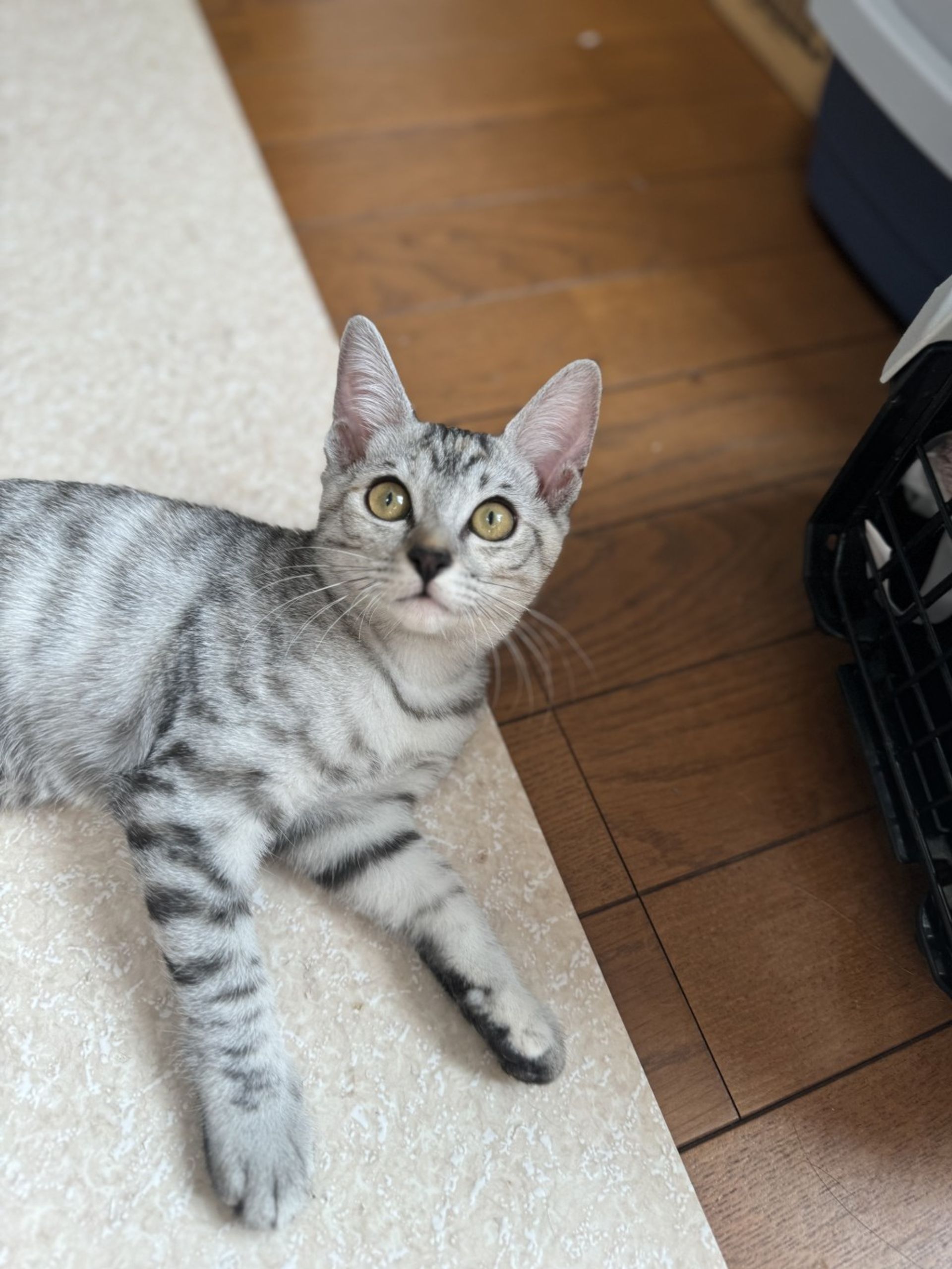 雑種（ミックス猫）・メスの里親募集の写真