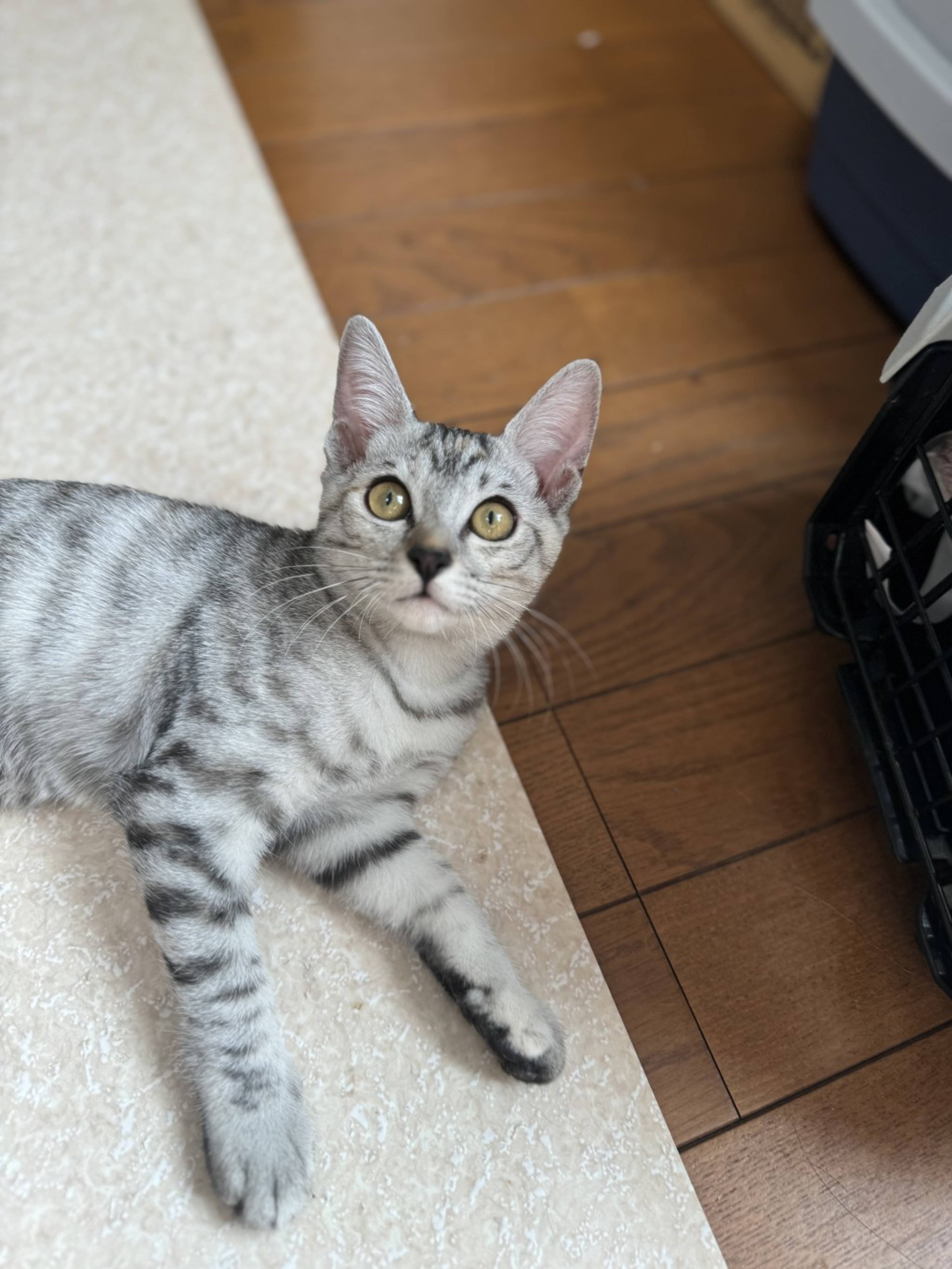 雑種（ミックス猫）・メスの里親募集の写真
