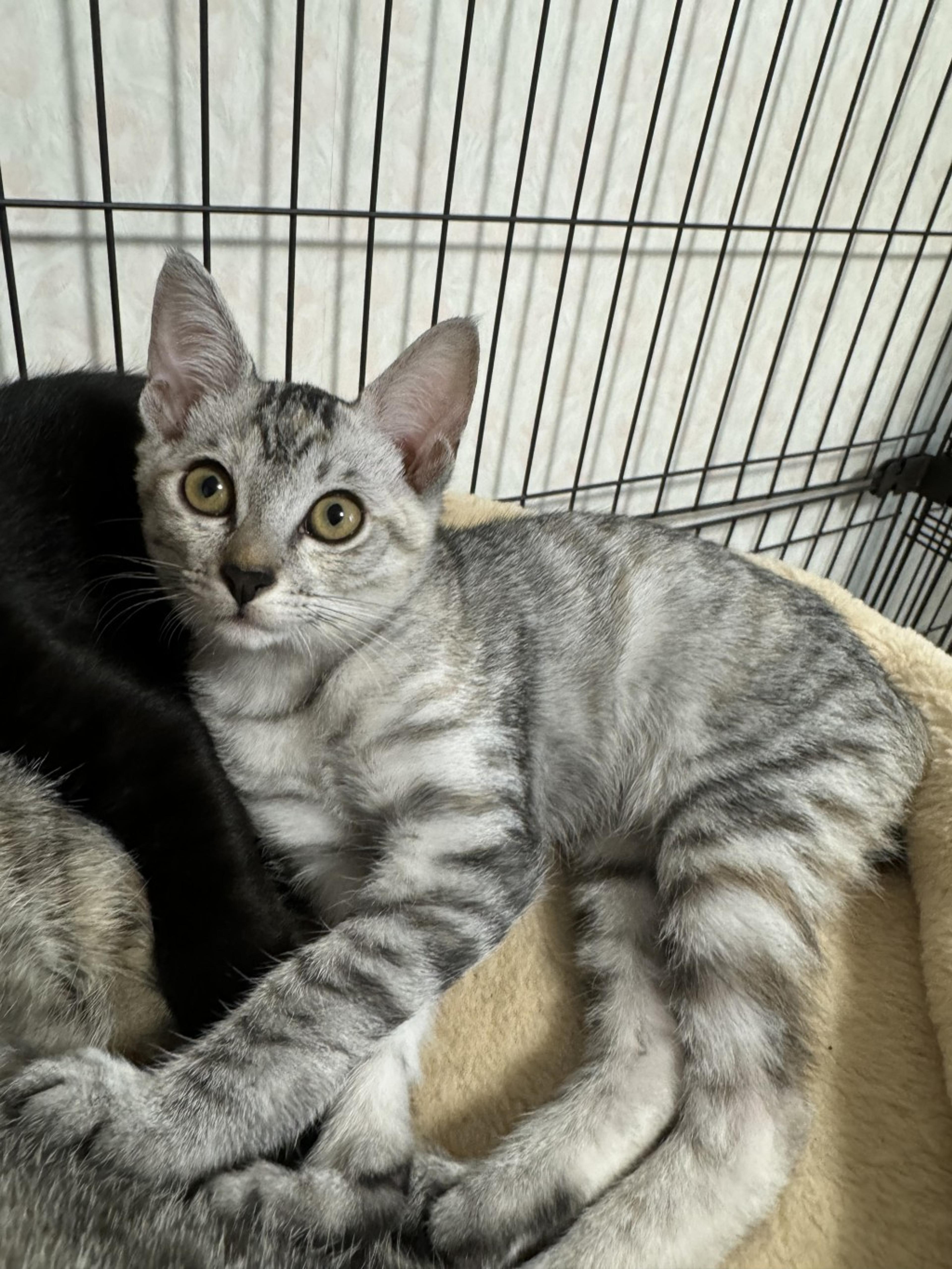 pet-image-6