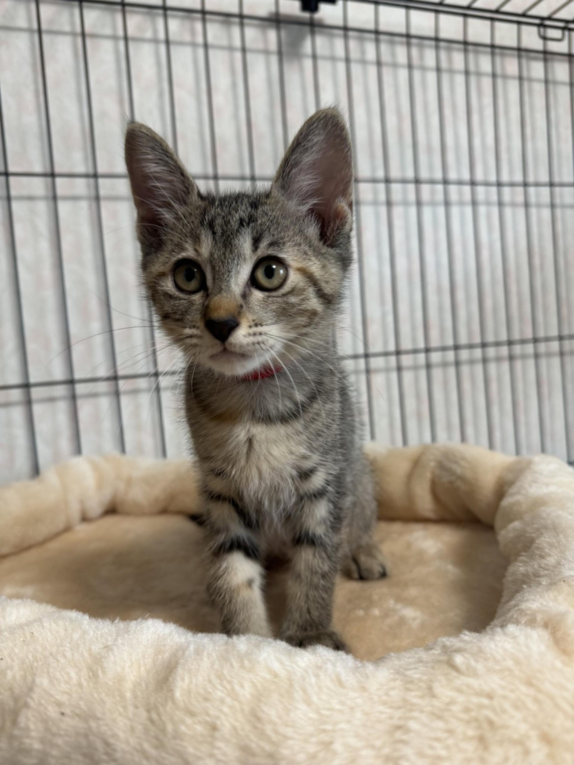 pet-image-4