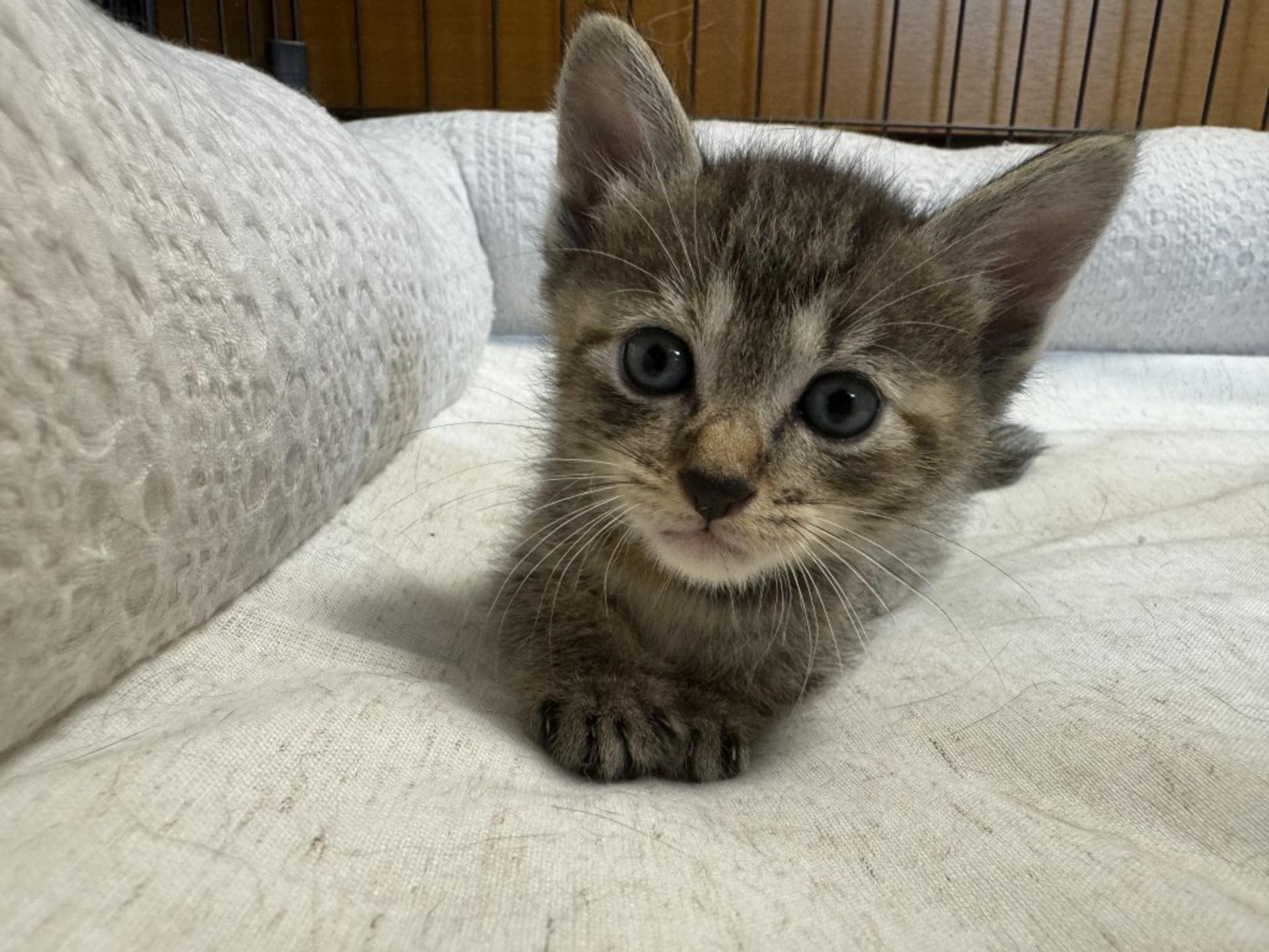 pet-image-3