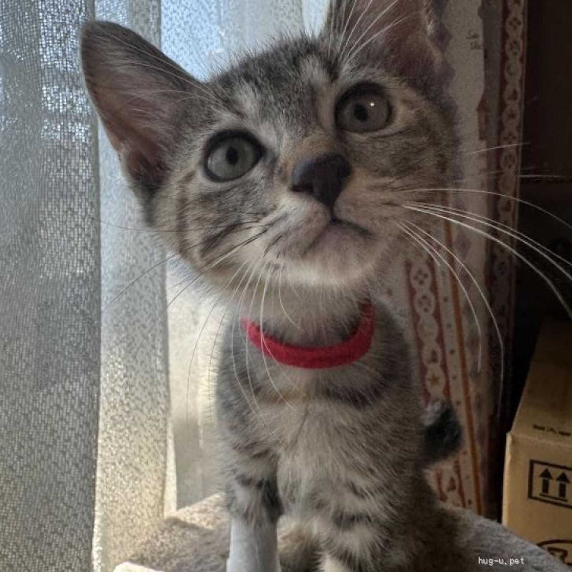 雑種（ミックス猫）・メスの里親募集の写真