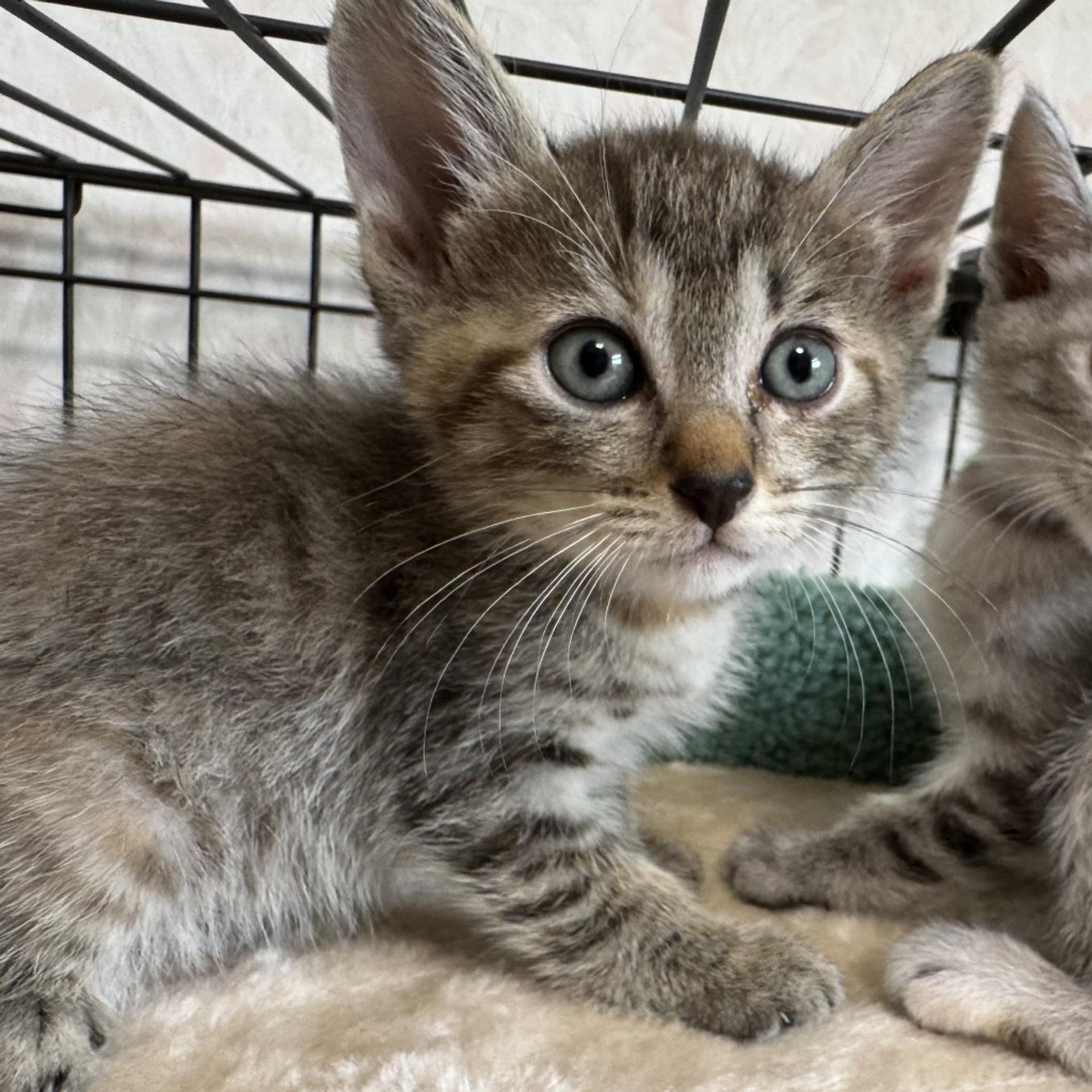 pet-image-5